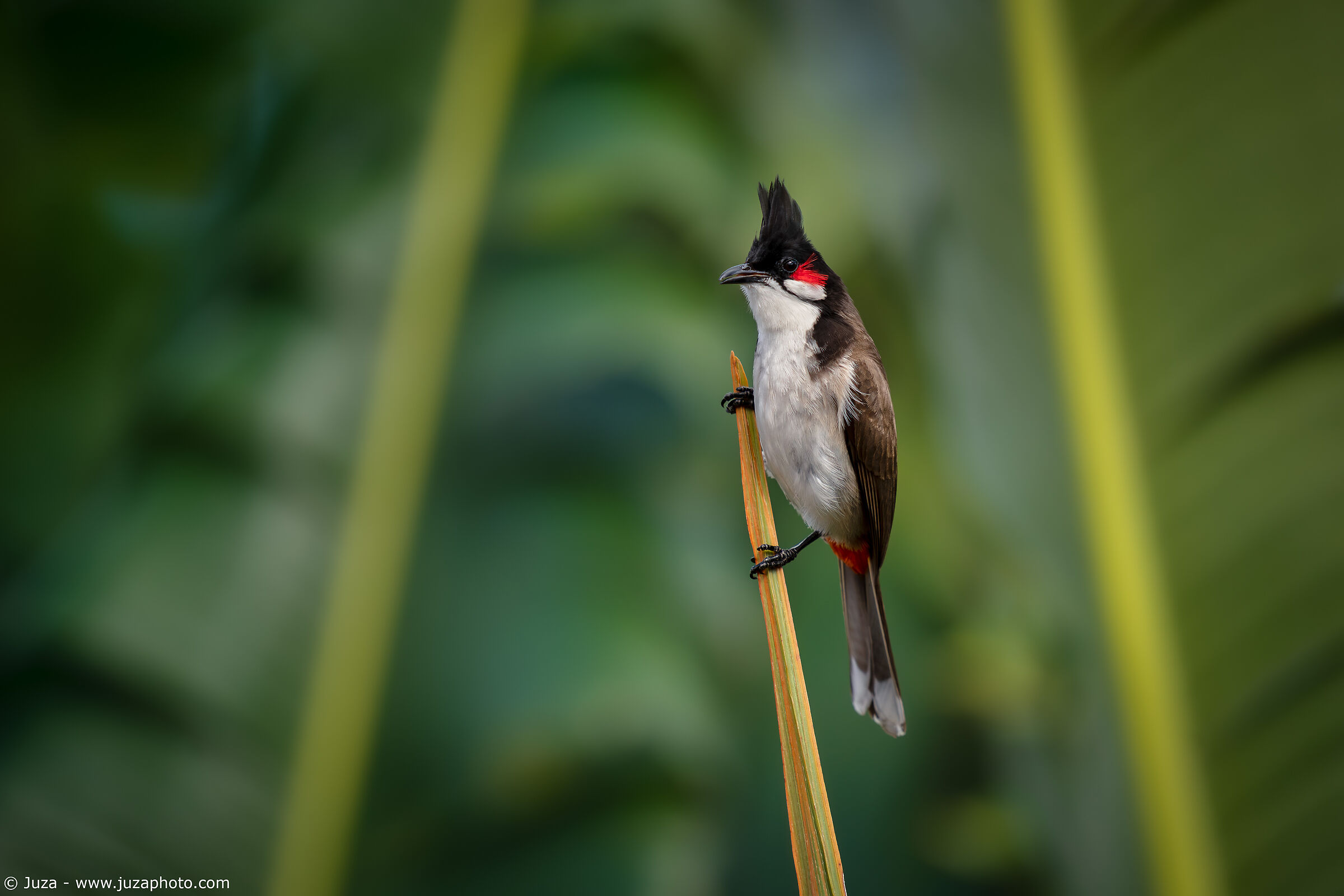 Bulbul among the palms (Pycnonotus jocosus)