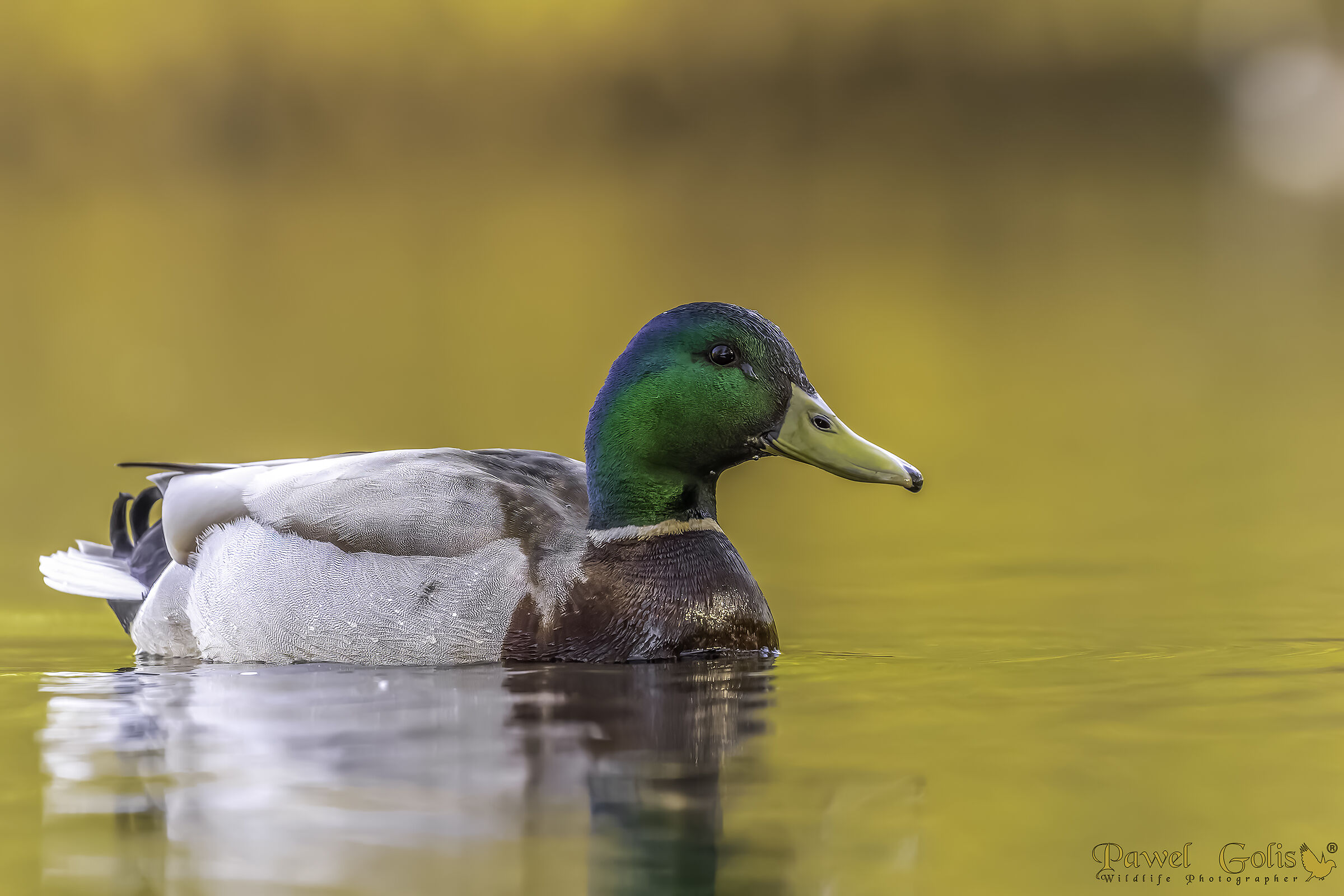 Mallard (Anas platyrhynchos)