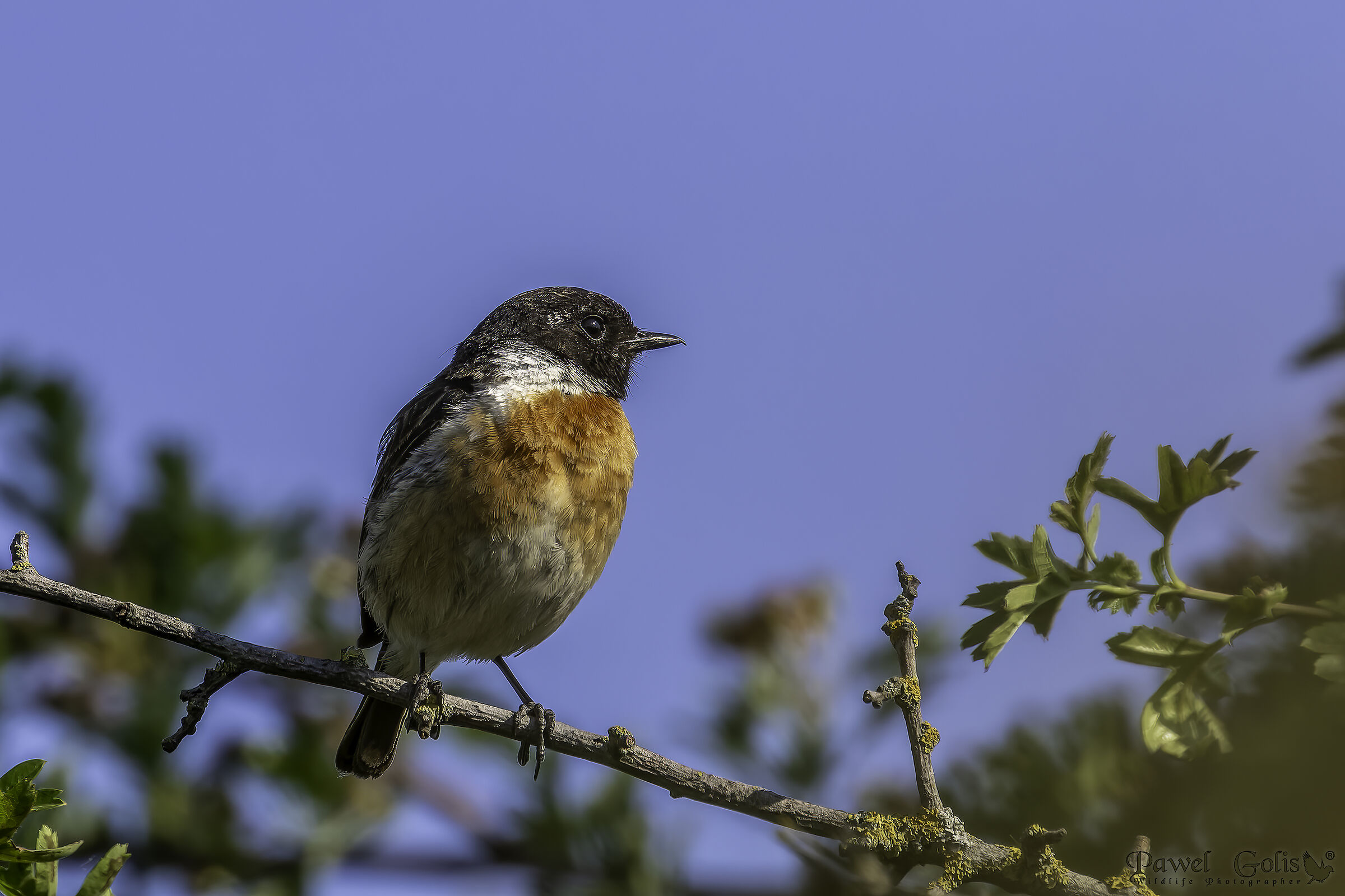 Stonechat europea (Saxicola rubicola)