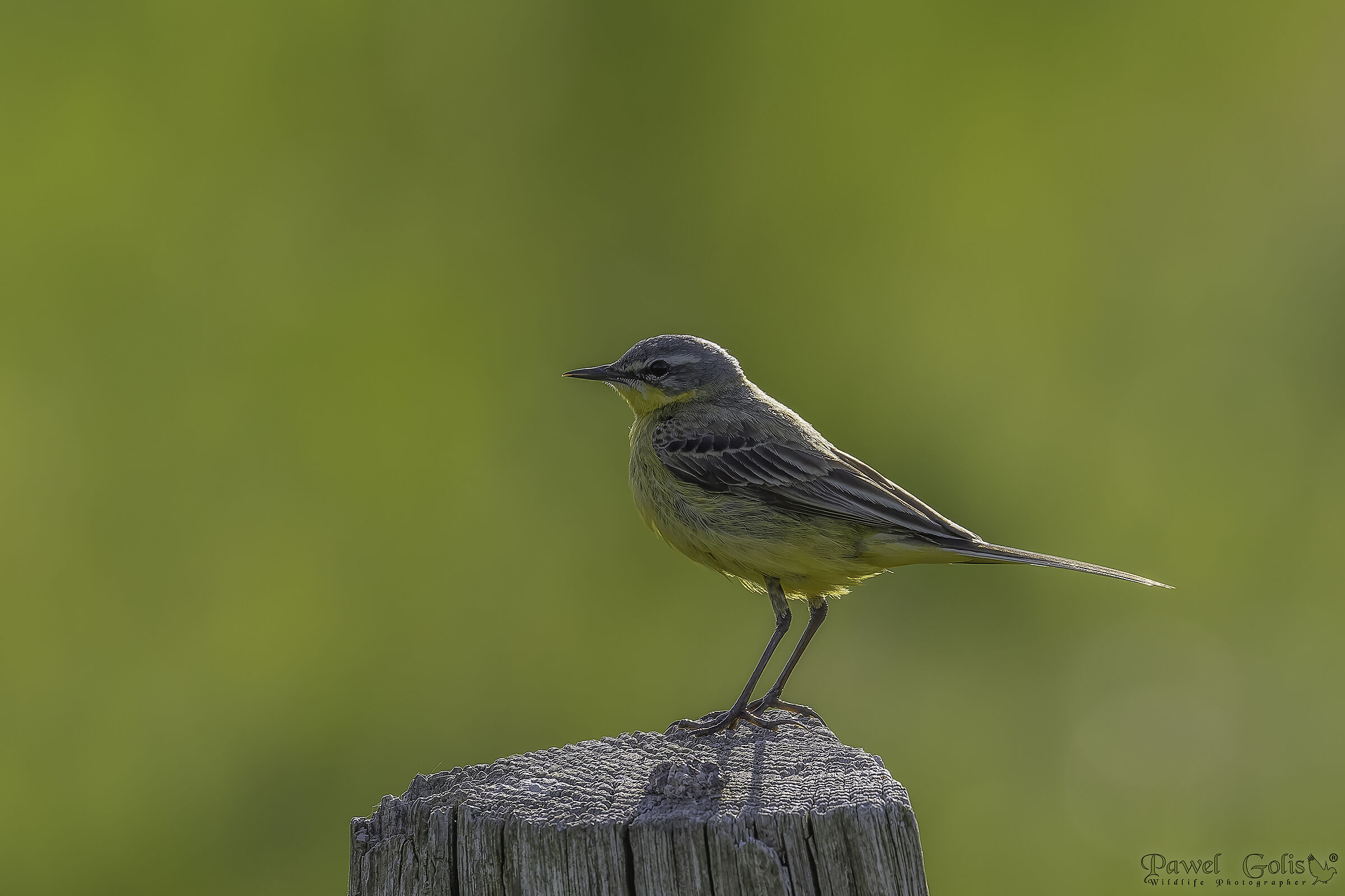 Ballerina gialla (Motacilla flava)