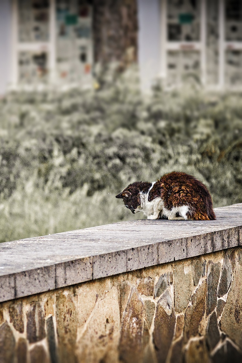 Gatto curioso con mèche