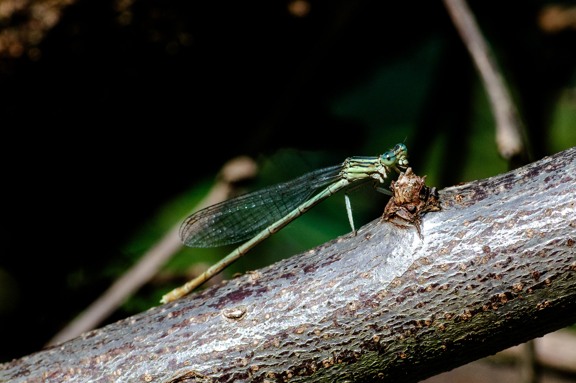 dragonfly near the river