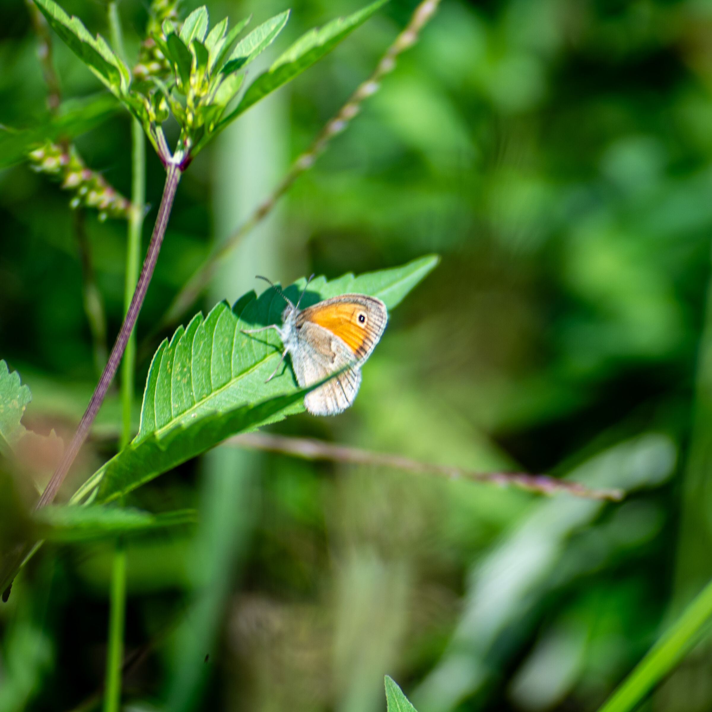 orange and white butterfly