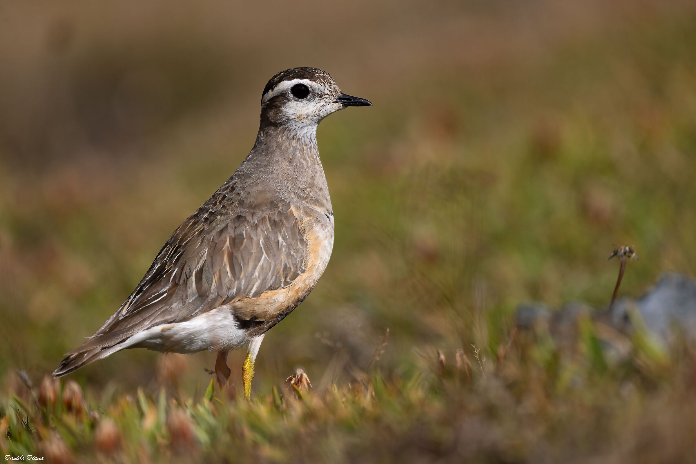 Plover tortolino
