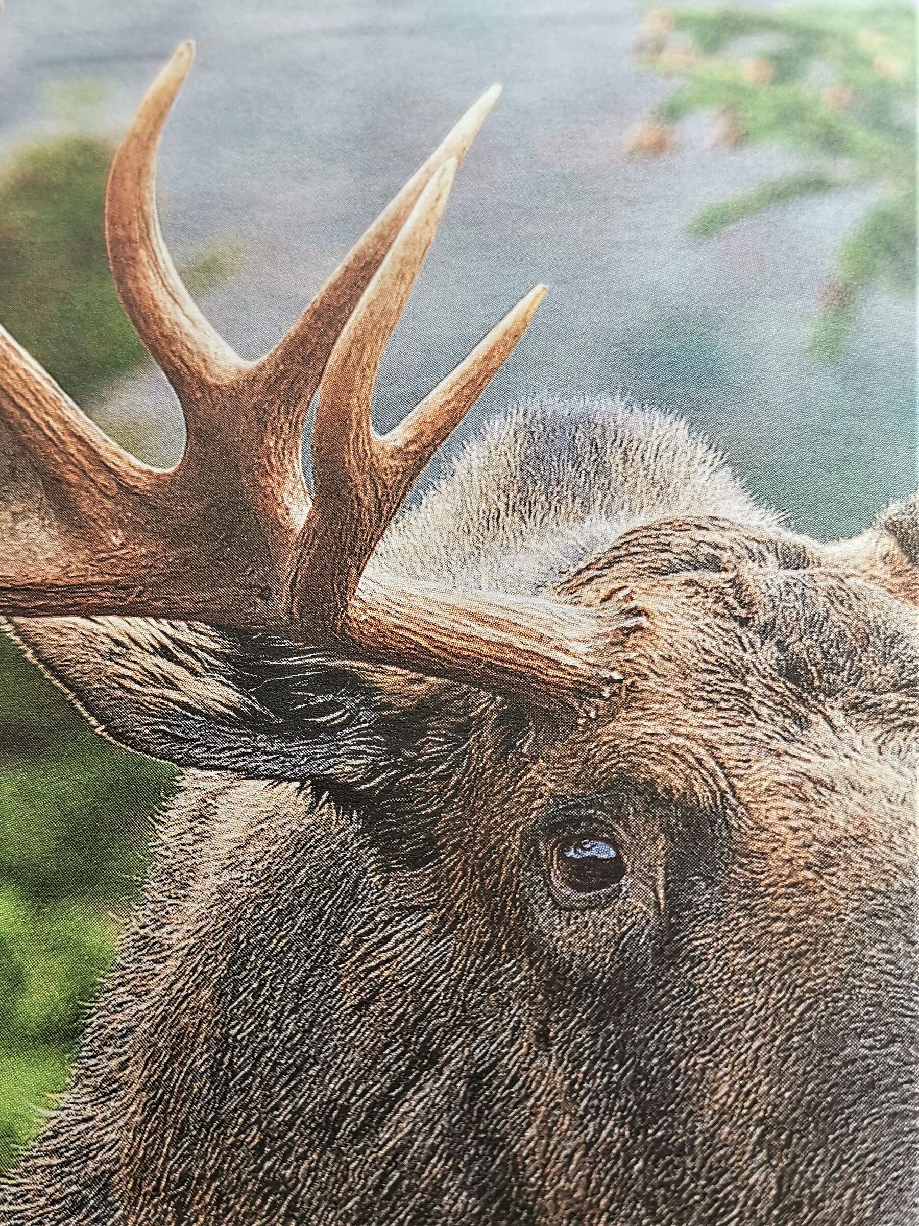 An exaggerated macro .....