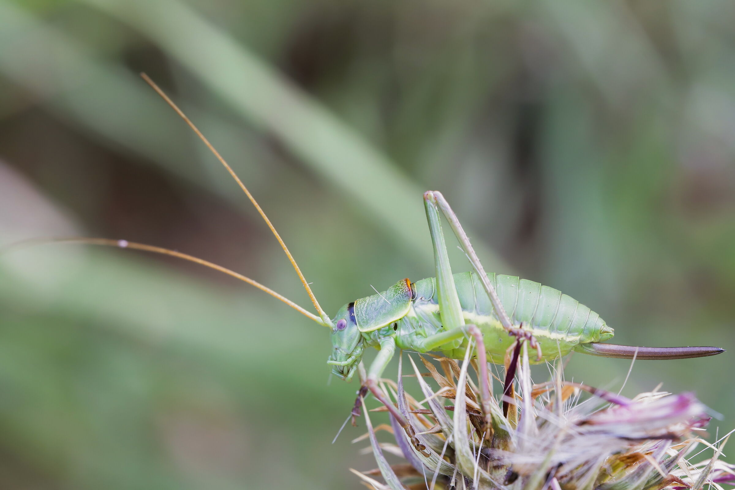 Ephippiger sp. z o.o.