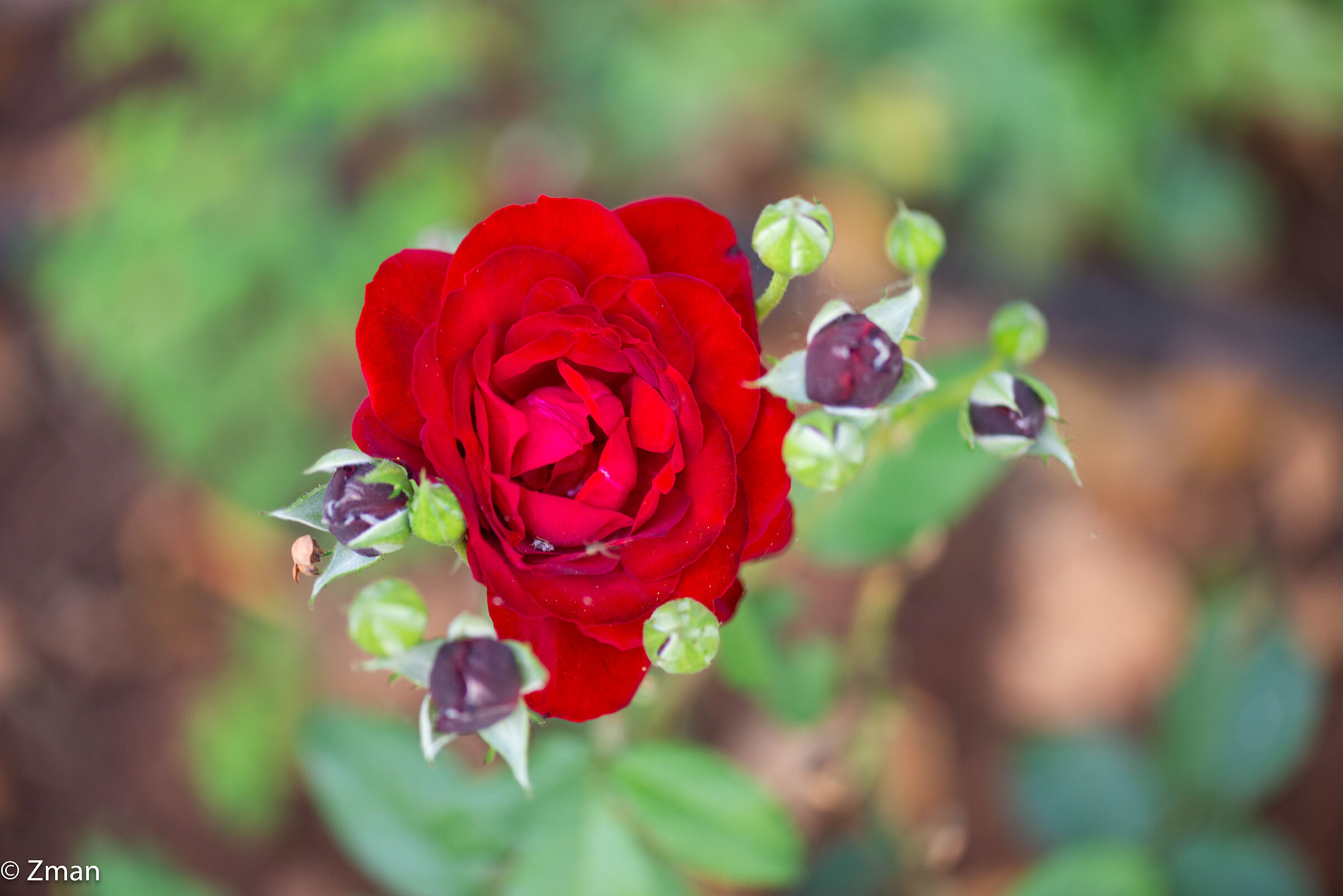 Scuola delle Rose Rosse