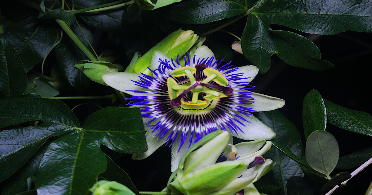 Passiflora
