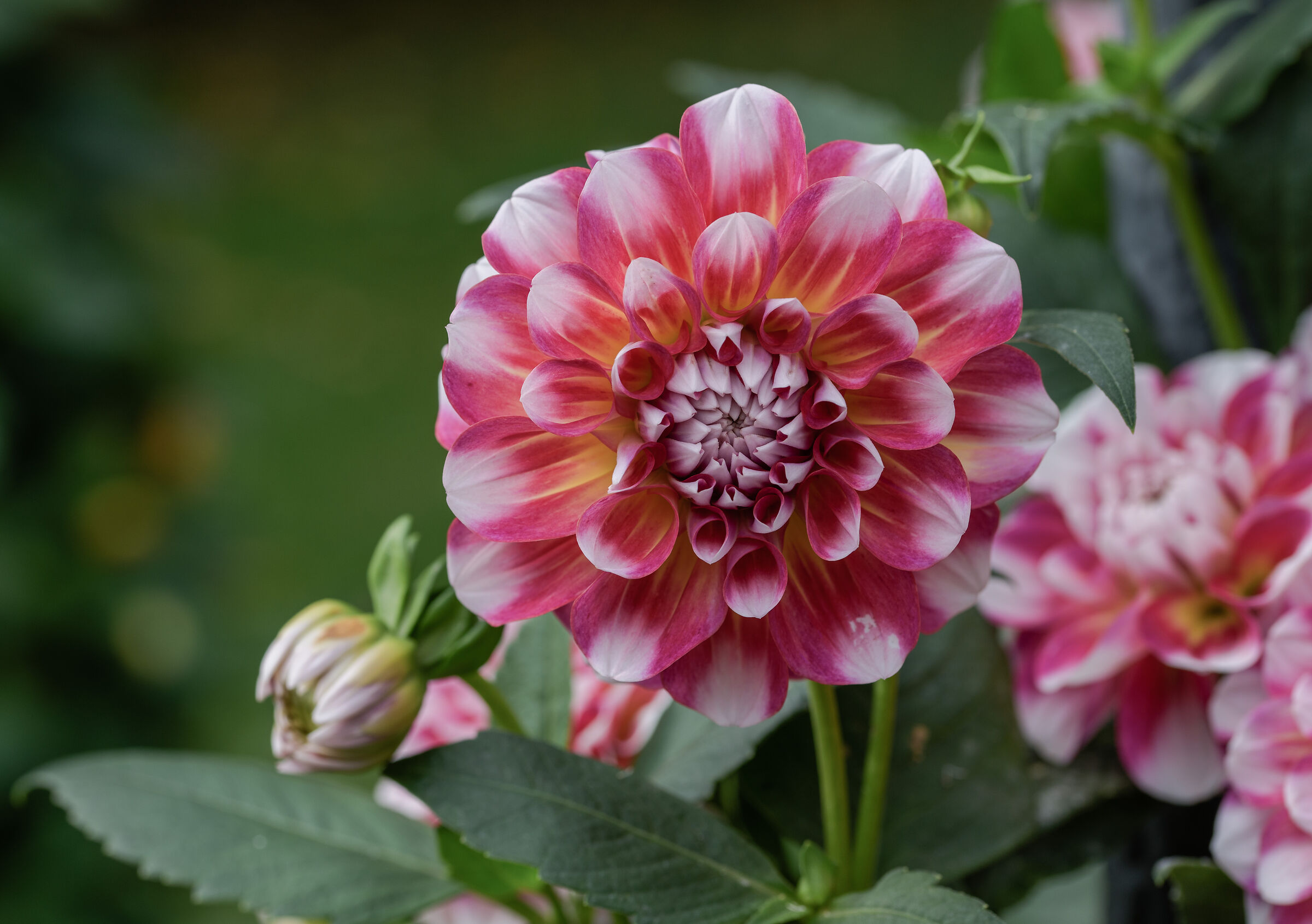 dahlia