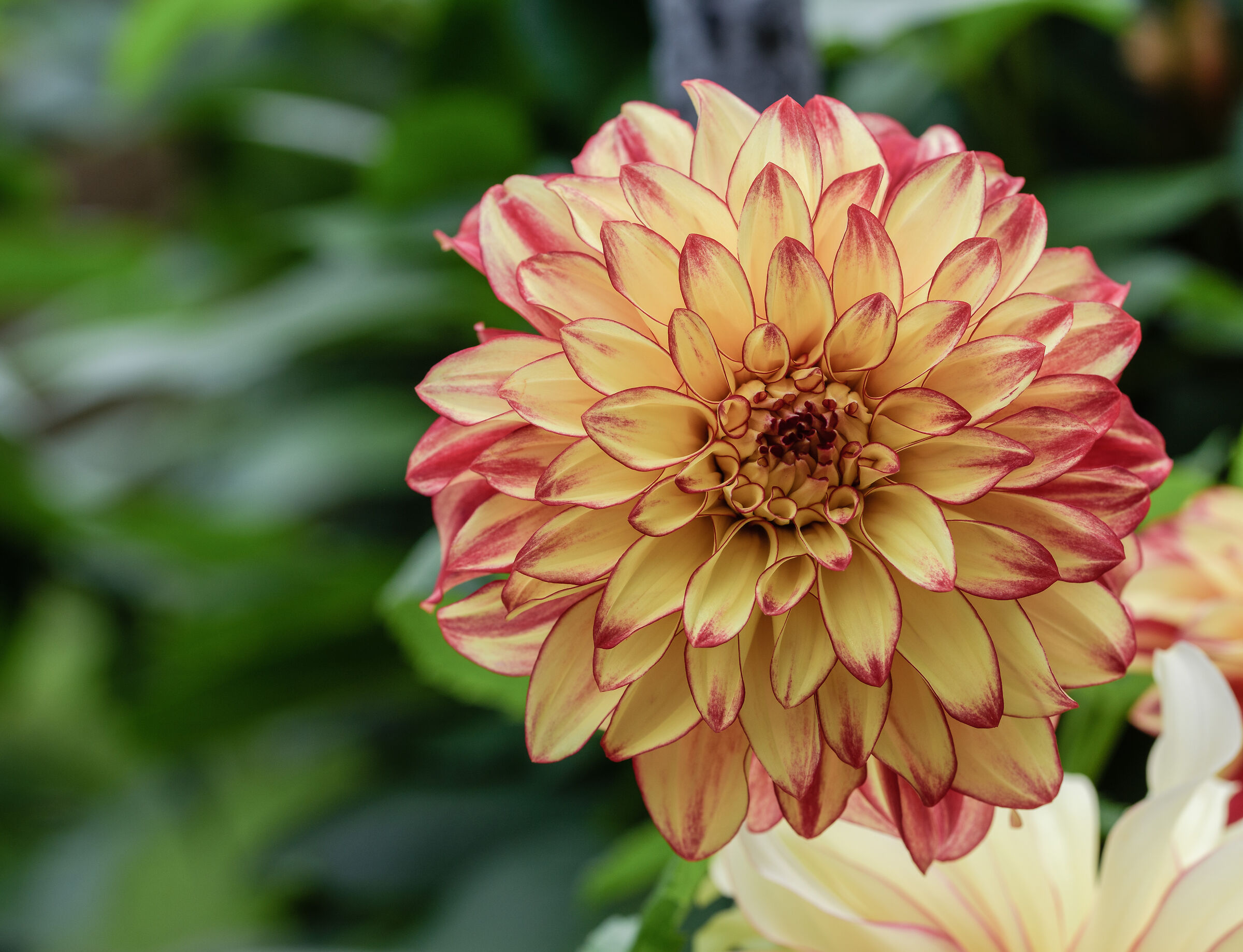 dahlia