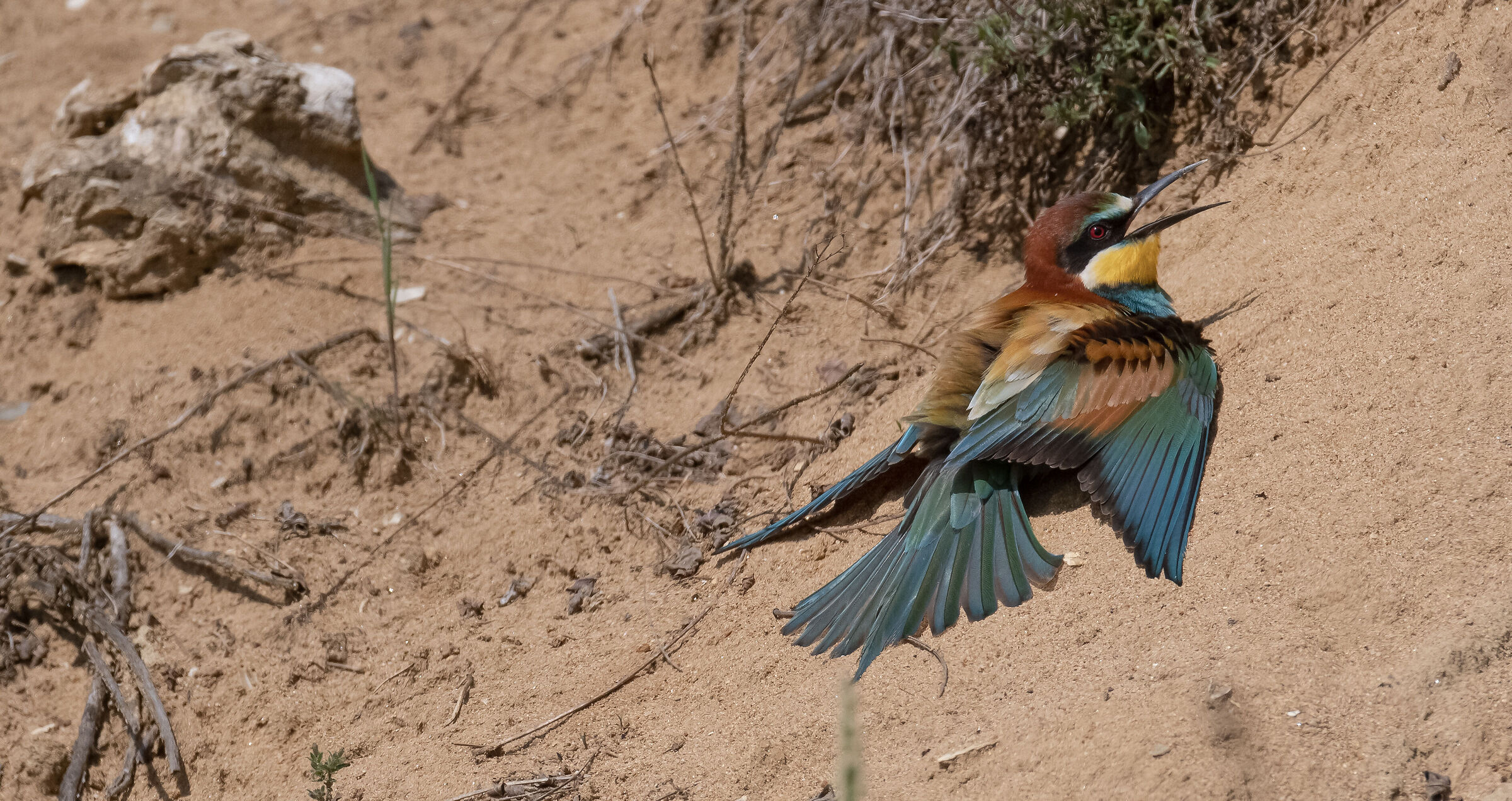 bee-eater