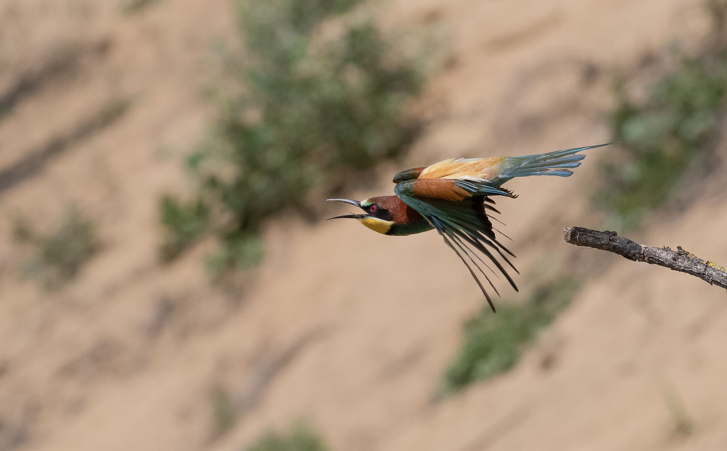 bee-eater