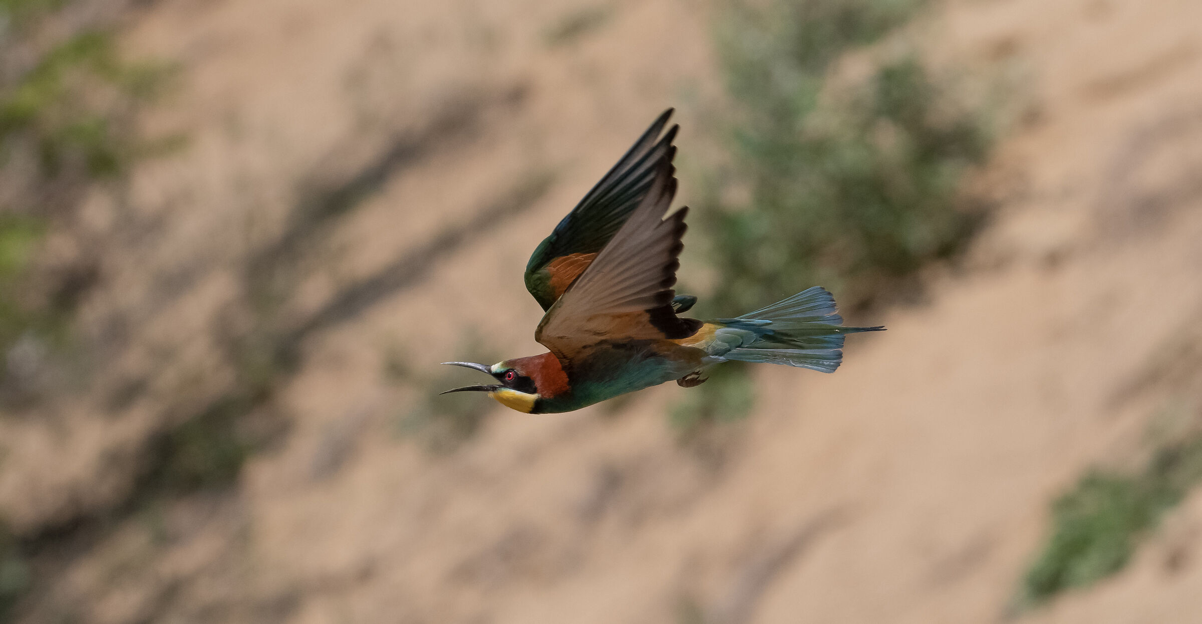bee-eater