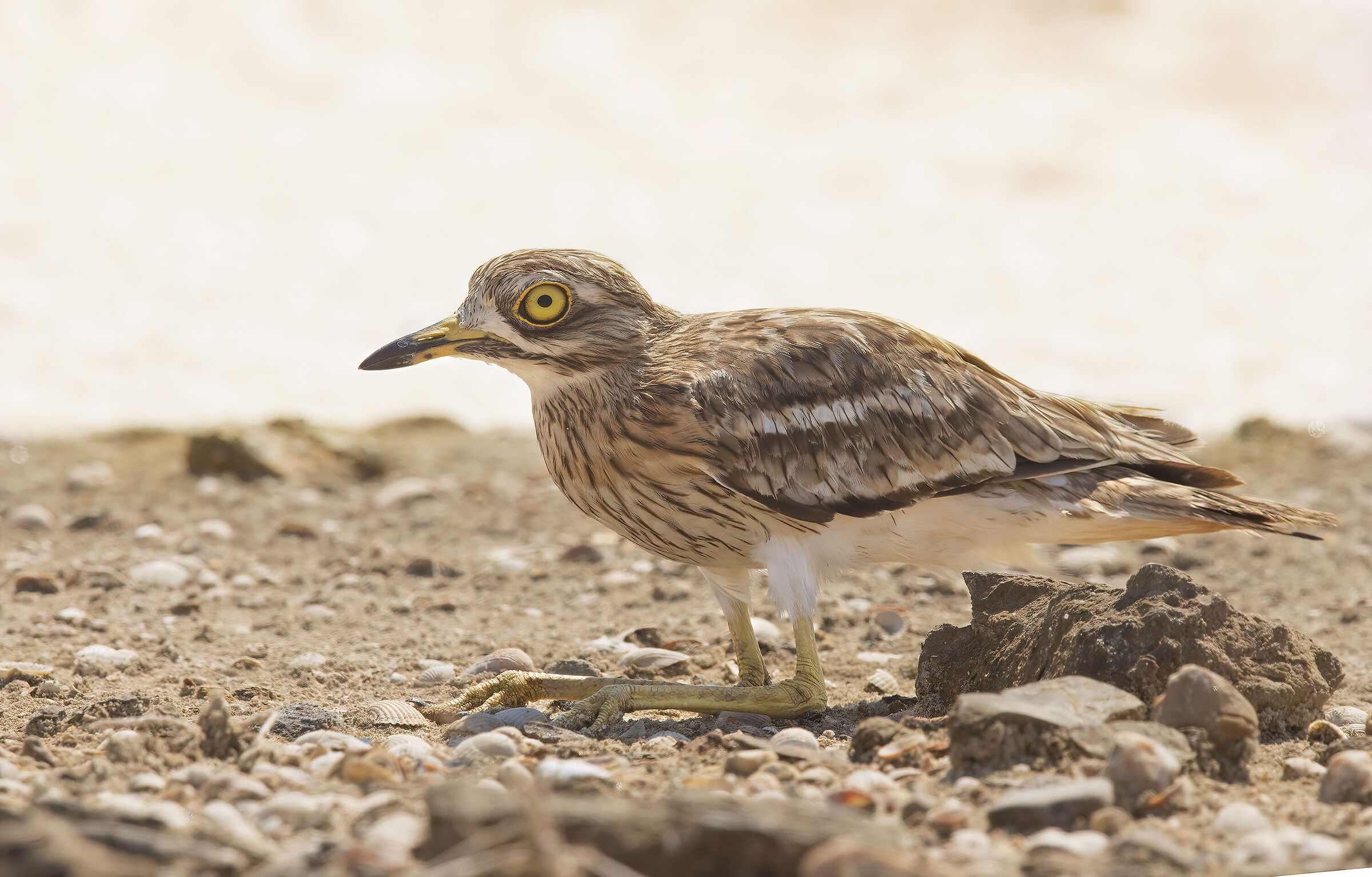 Eye (Burhinus oedicnemus)