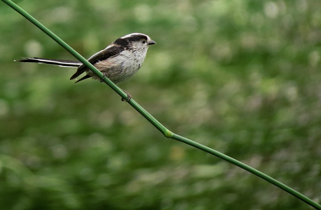 Long-tailed Tit drenched