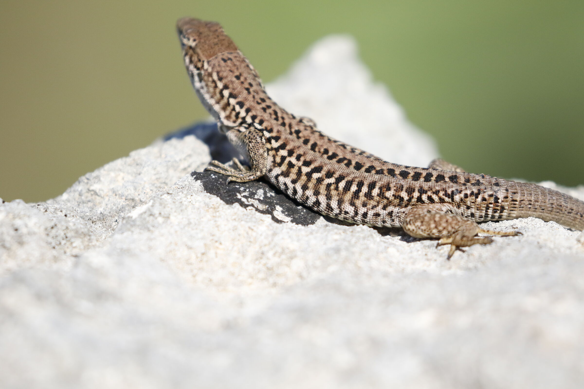 "Crop 6 Cento 40", 1/8 Mila- Canon 100-400 L II, 7...