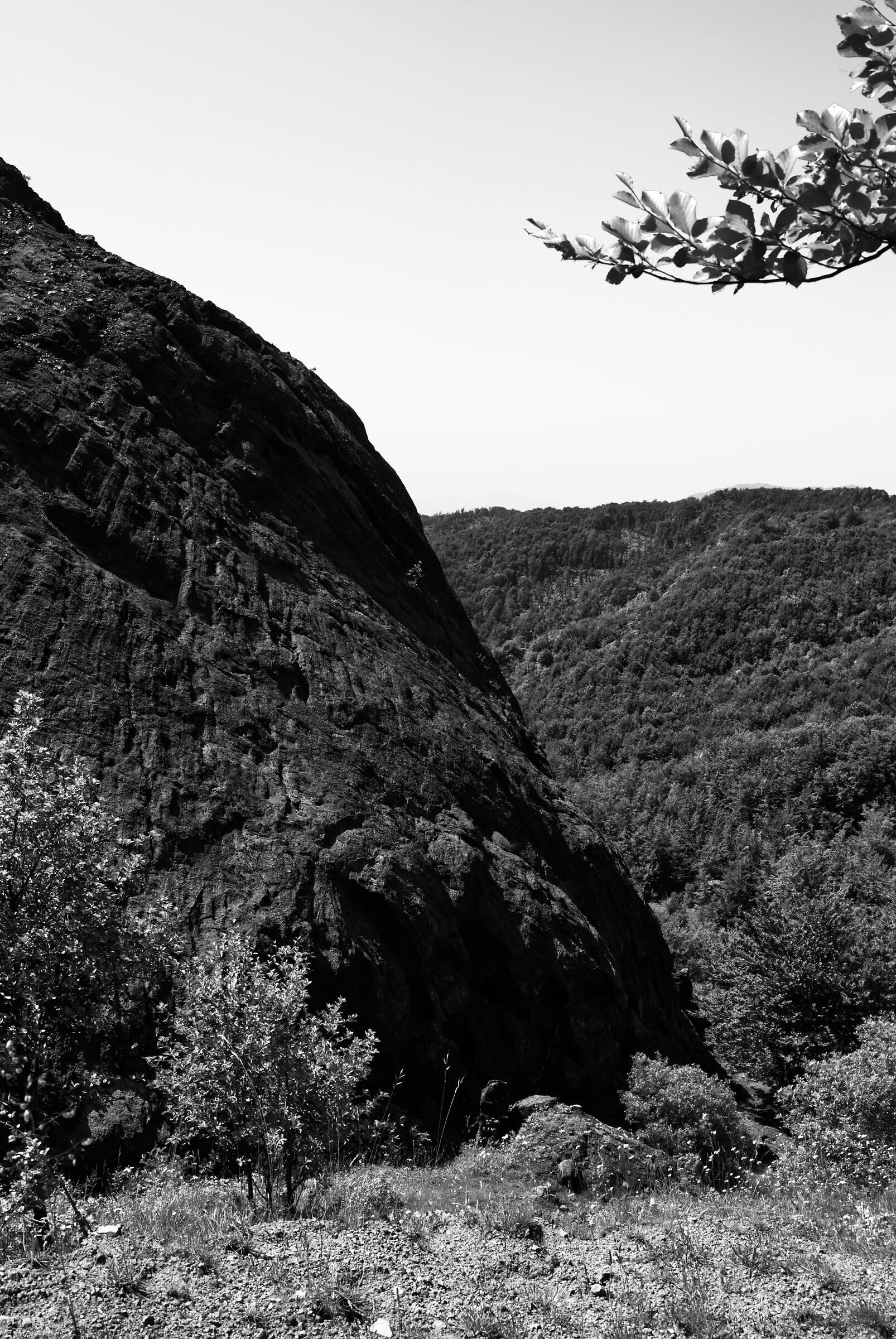 Foglie e roccia
