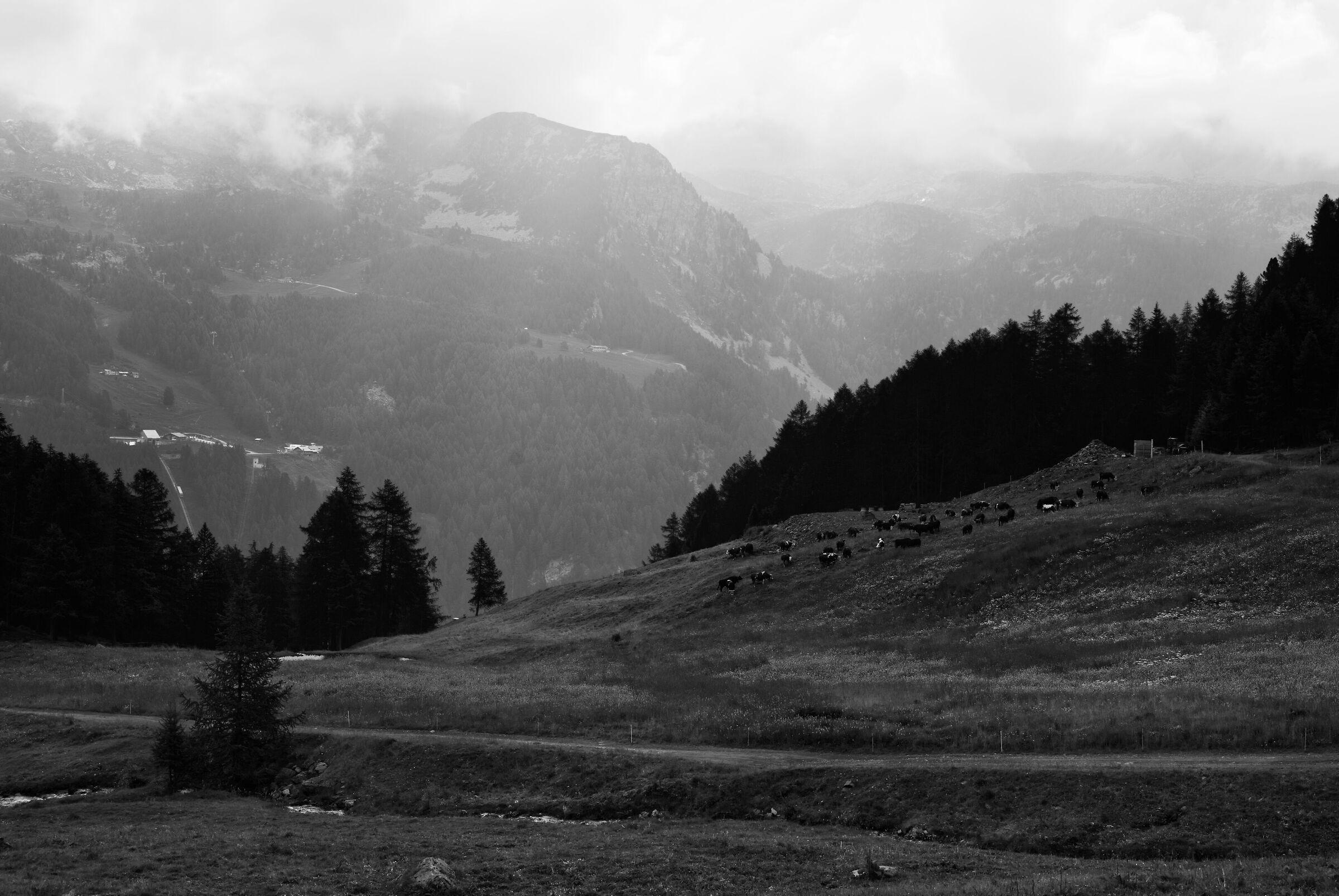 I pascoli verso il Grand Tournalin