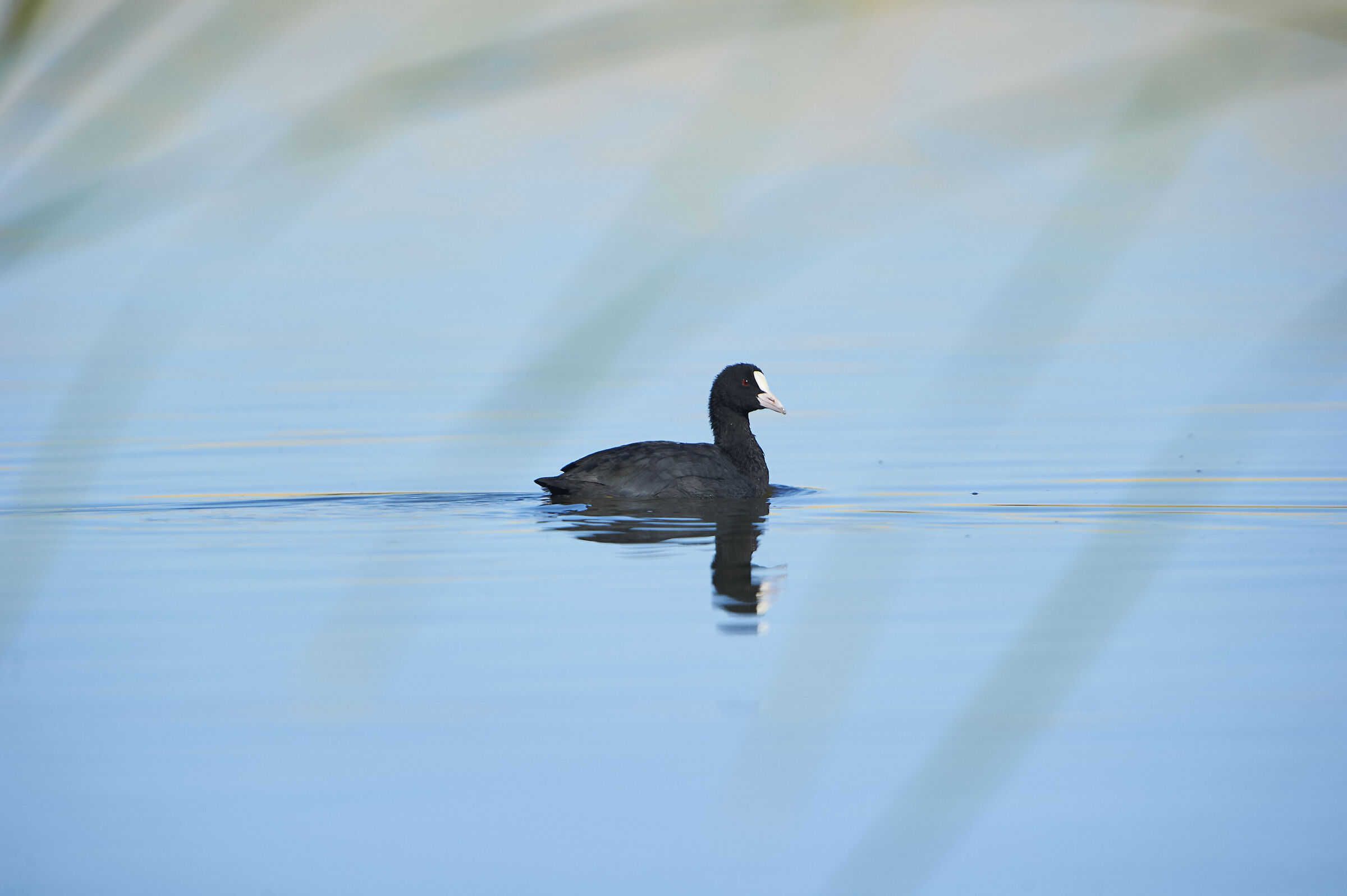 Eurasian coot