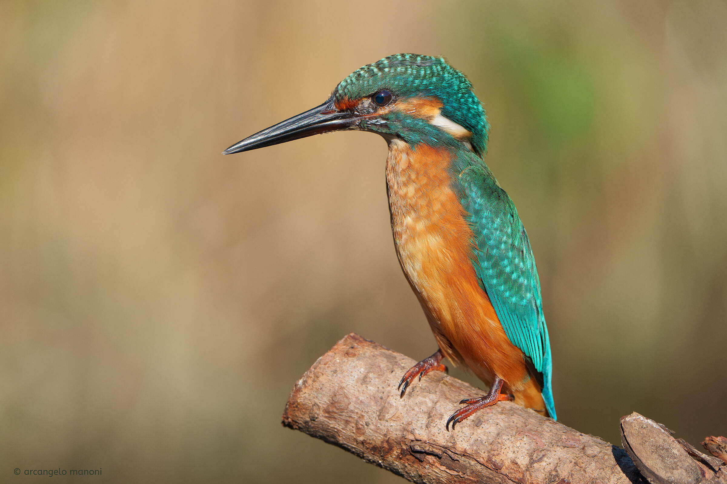 La creatura meravigliosa