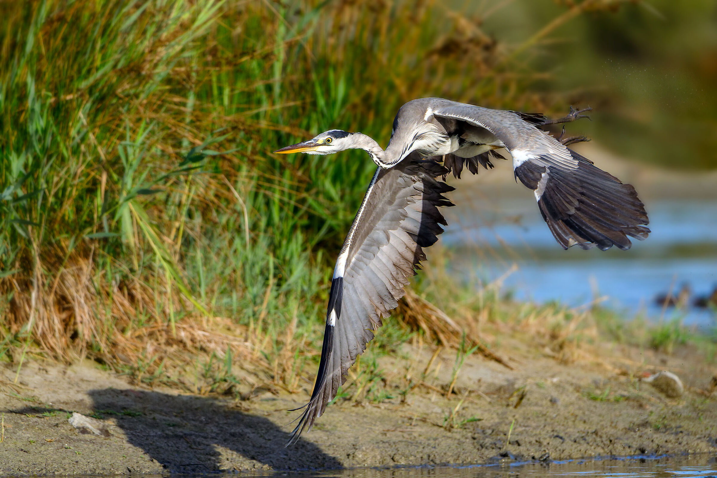 Grey heron