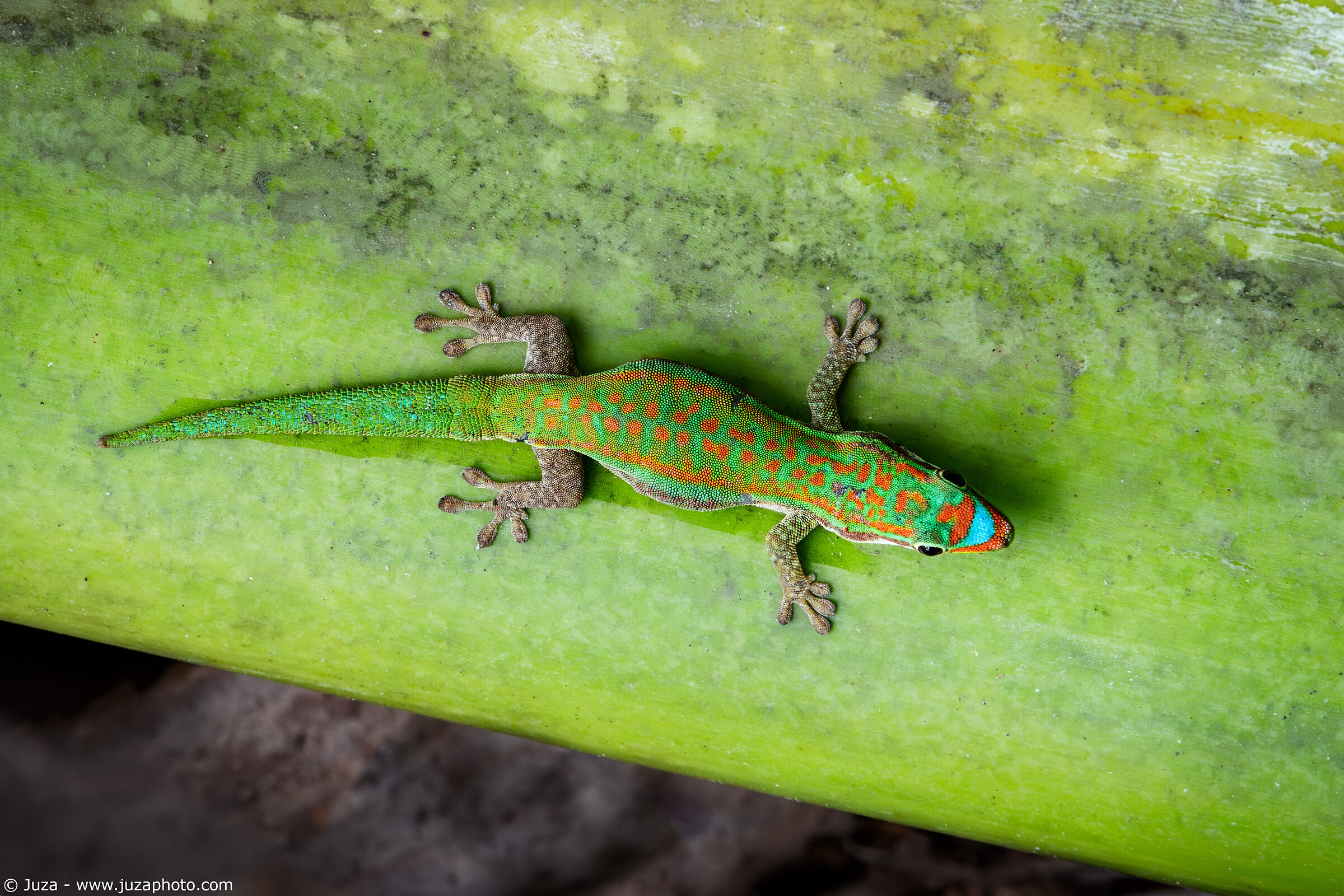 Bluetail Day Gecko (Phelsuma cepediana)