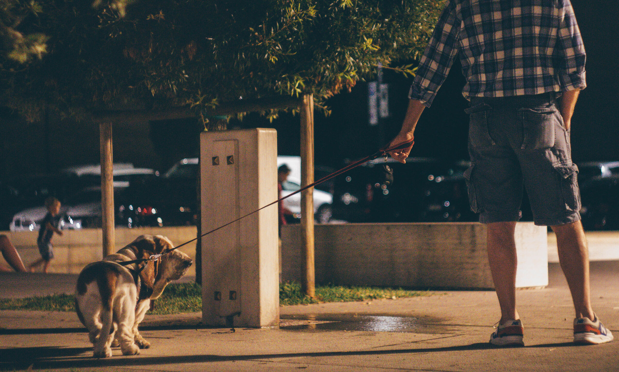 Evening walk