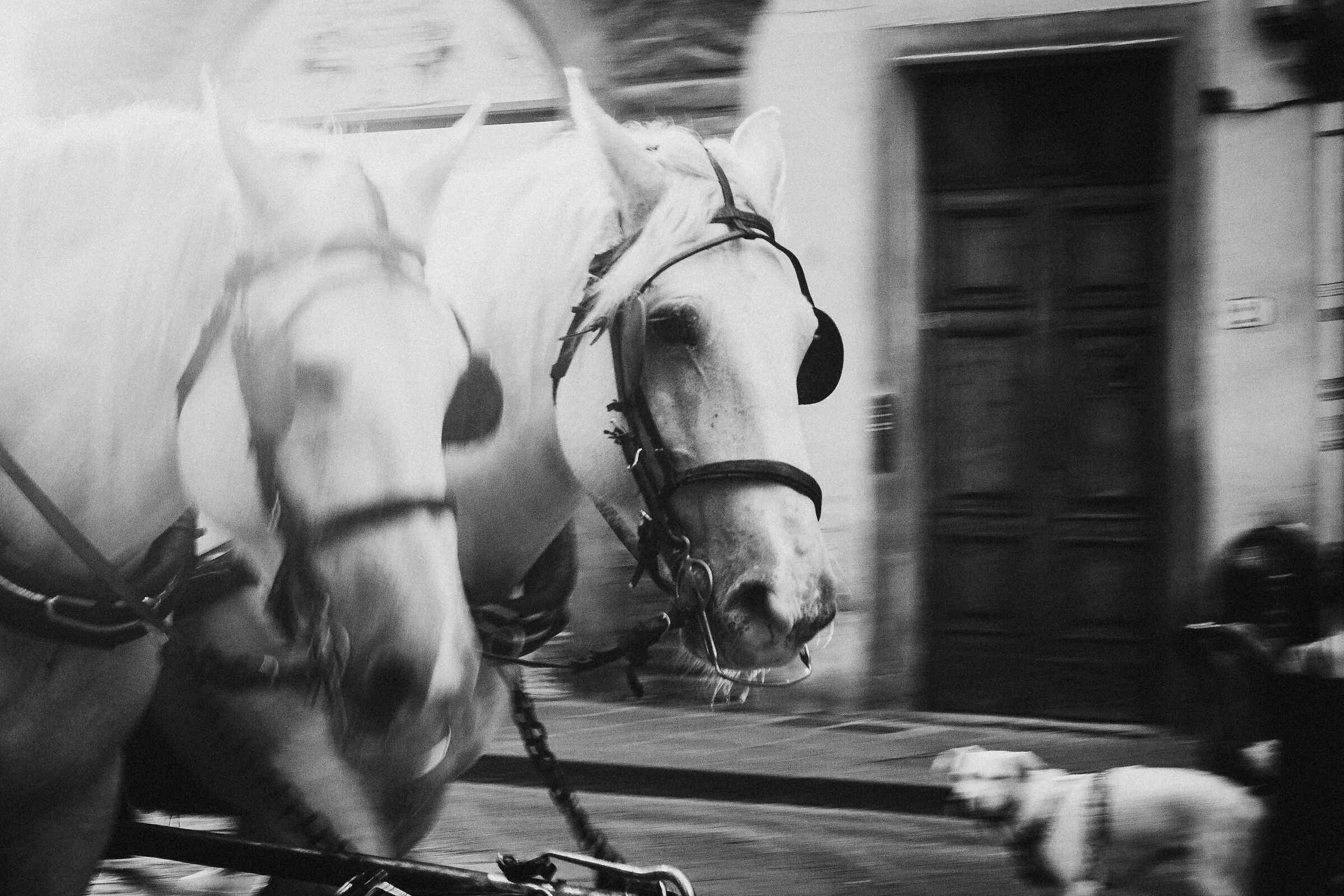 Carriages in Florence