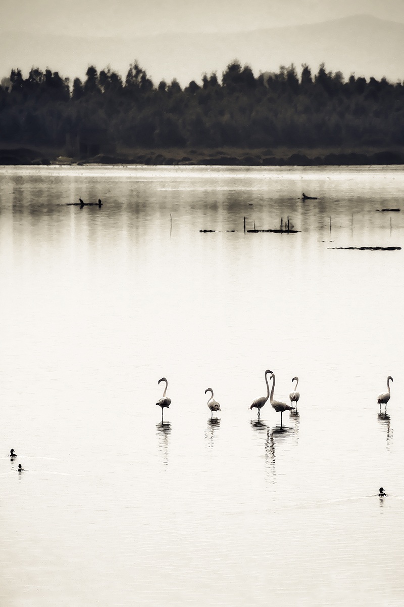 Stagno della Tranquillità