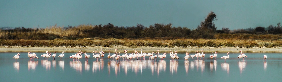 Striscia di fenicotteri