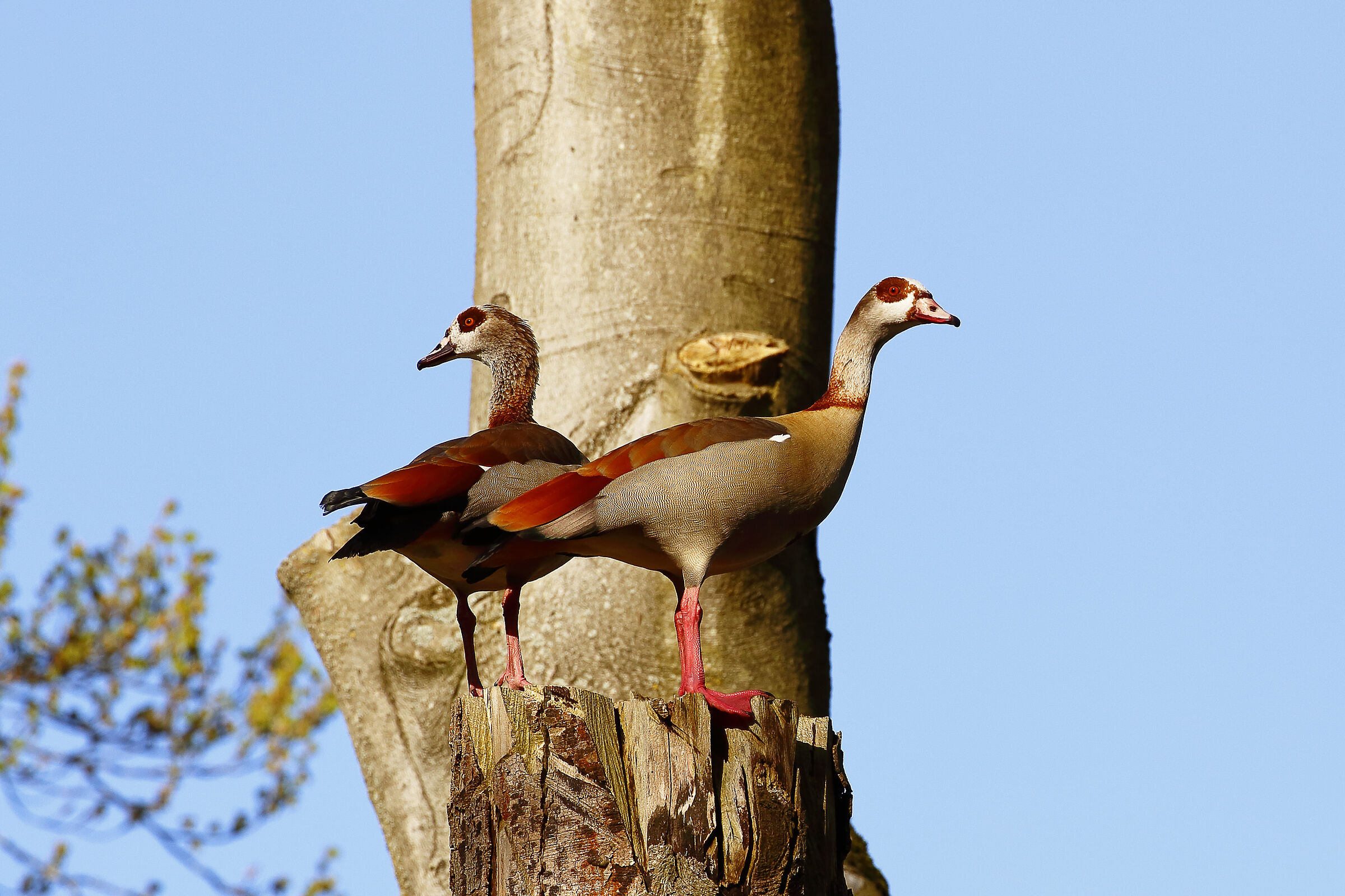 Quiet we are on guard