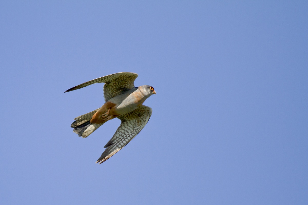 Un giovane  Falco Cuculo