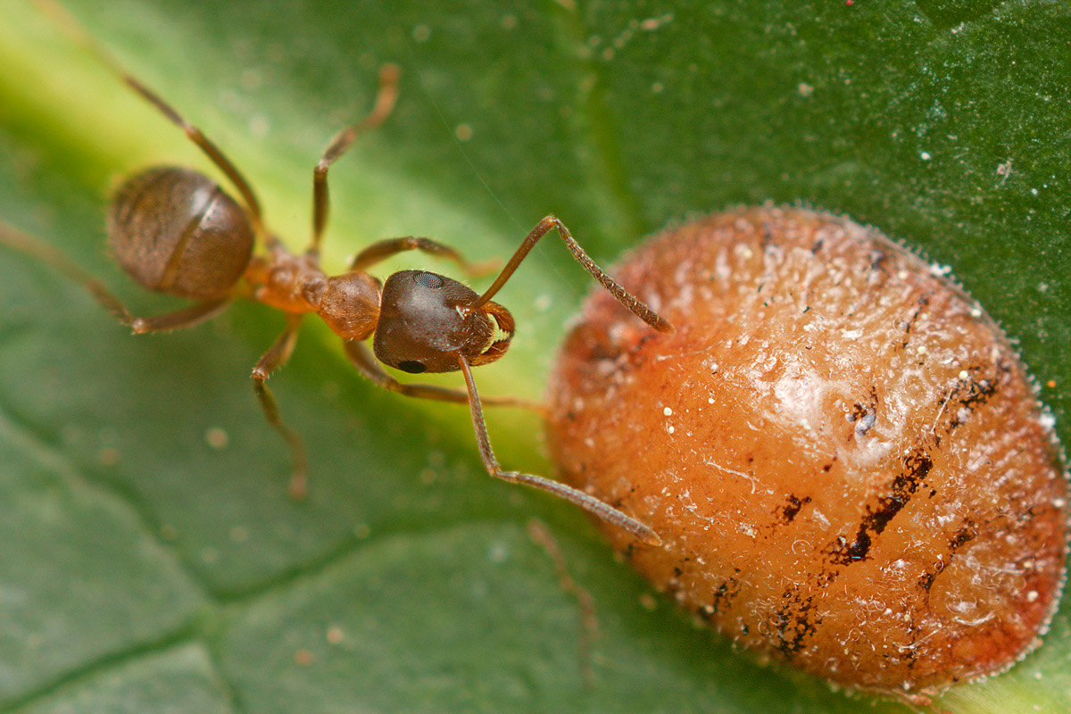 Formica ed Emittero Fam.Coccidae