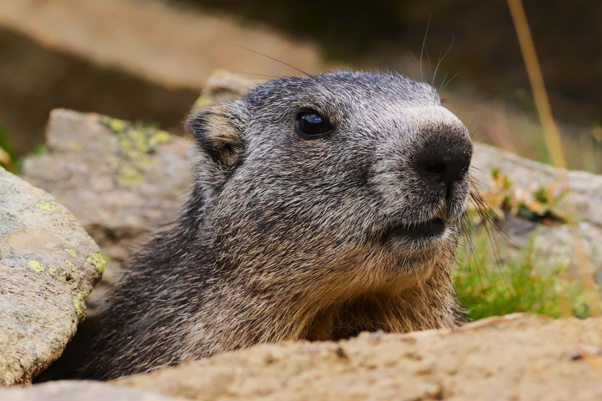 Marmotta in allerta