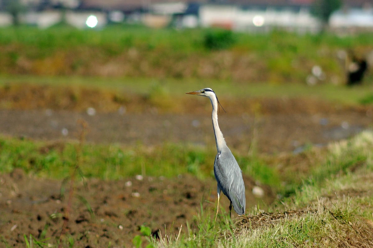 Grey heron