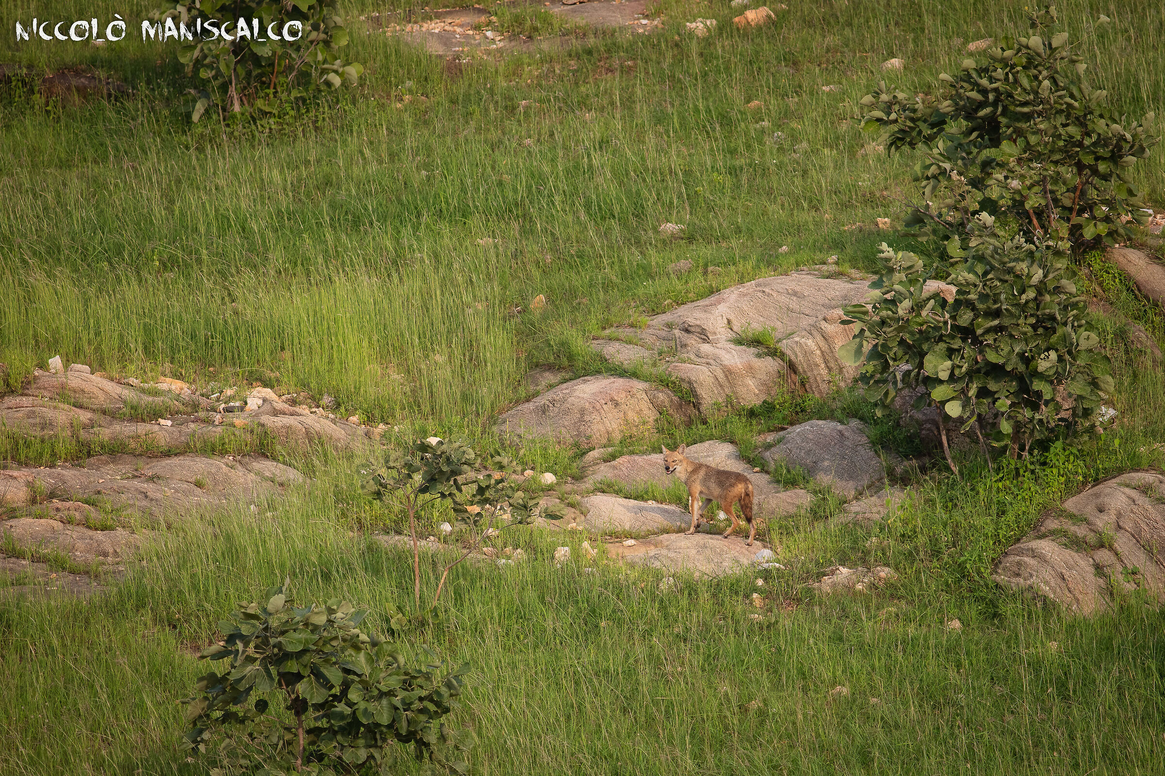 Jackal in the Rajasthan countryside