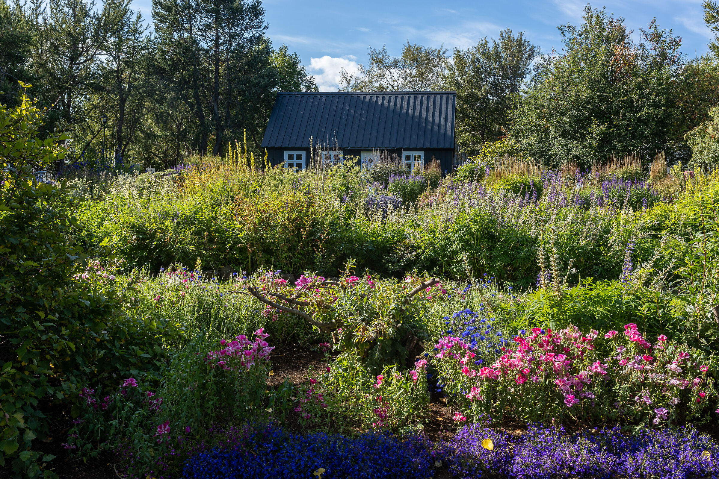 Akureyri: giardino botanico I