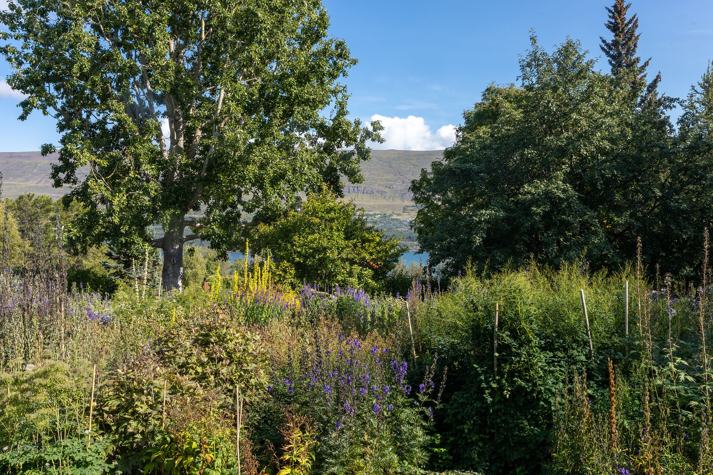 Akureyri: giardino botanico II