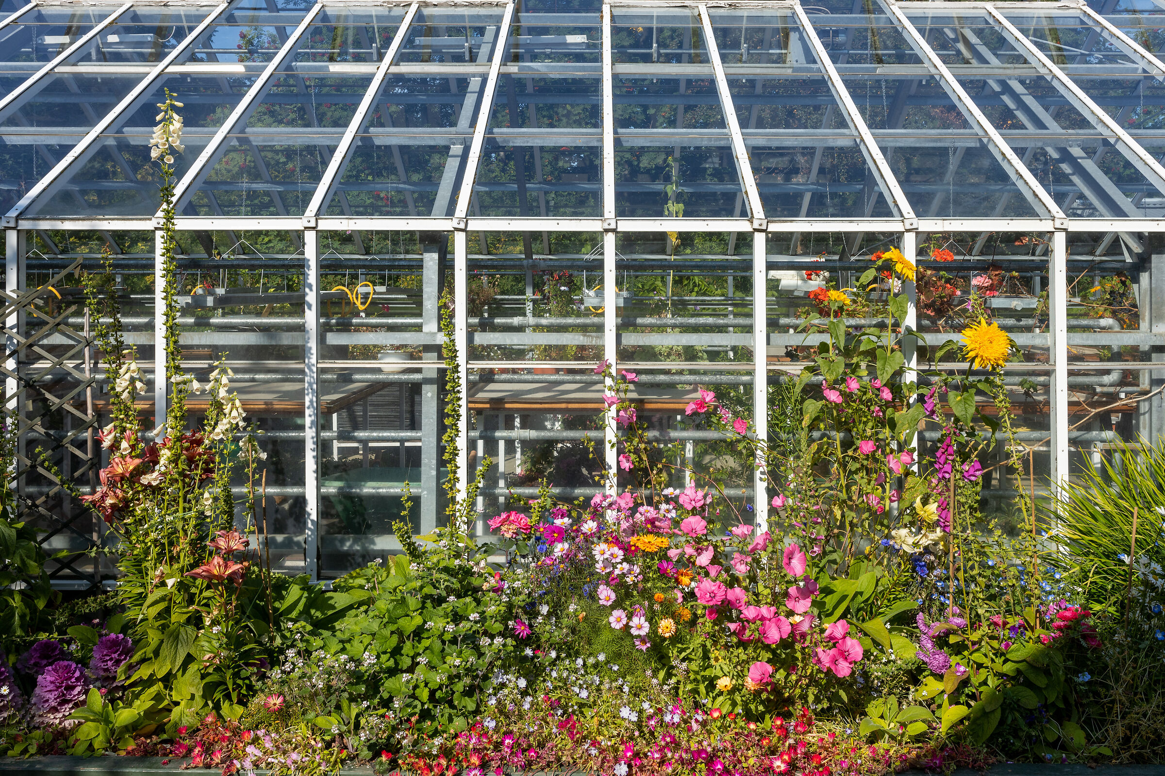 Akureyri: giardino botanico III