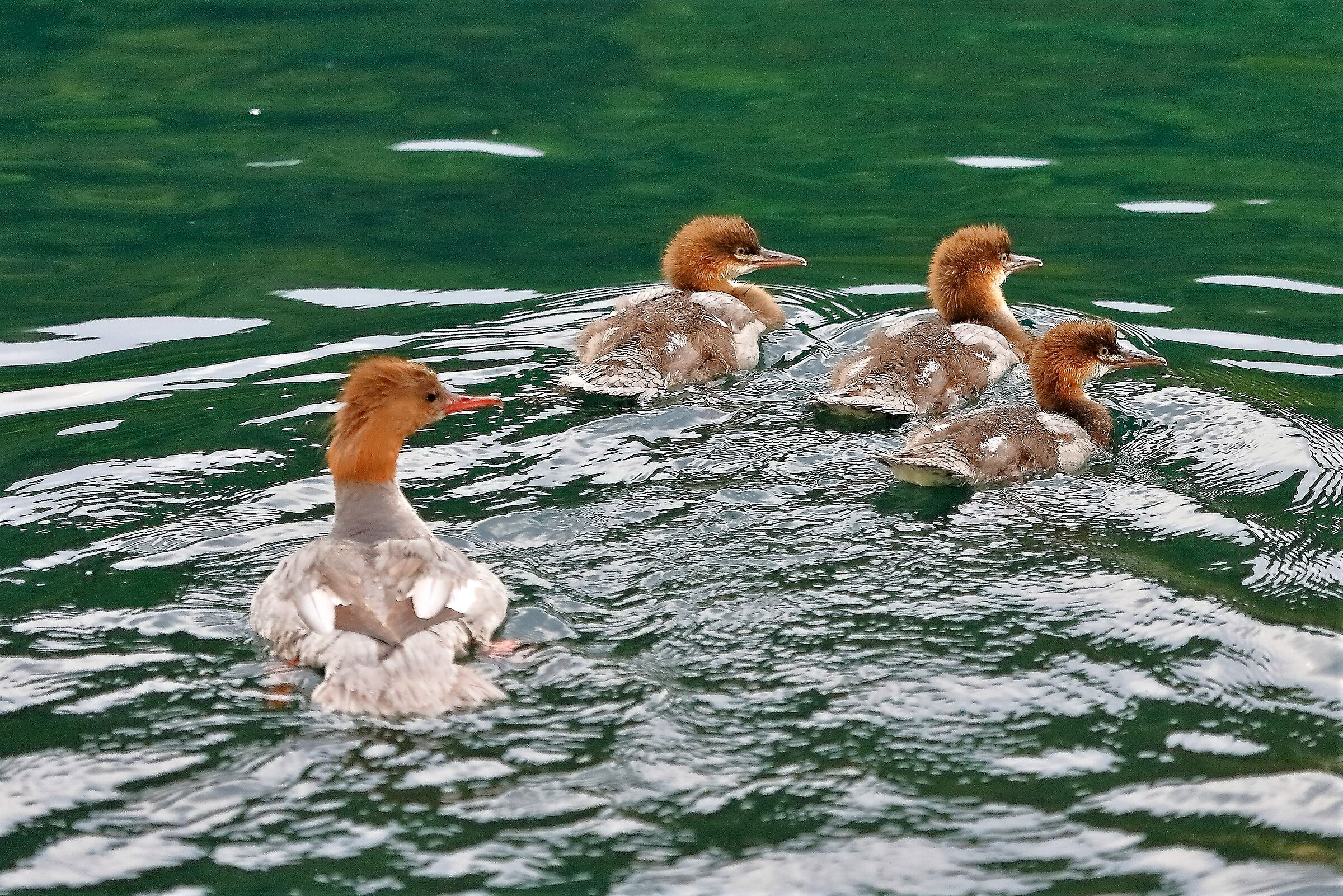 Smerghi 29 aprile 2023