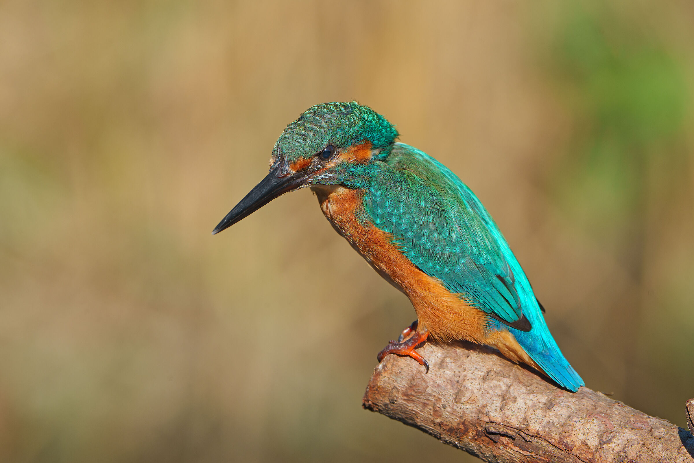 Alcedo atthis