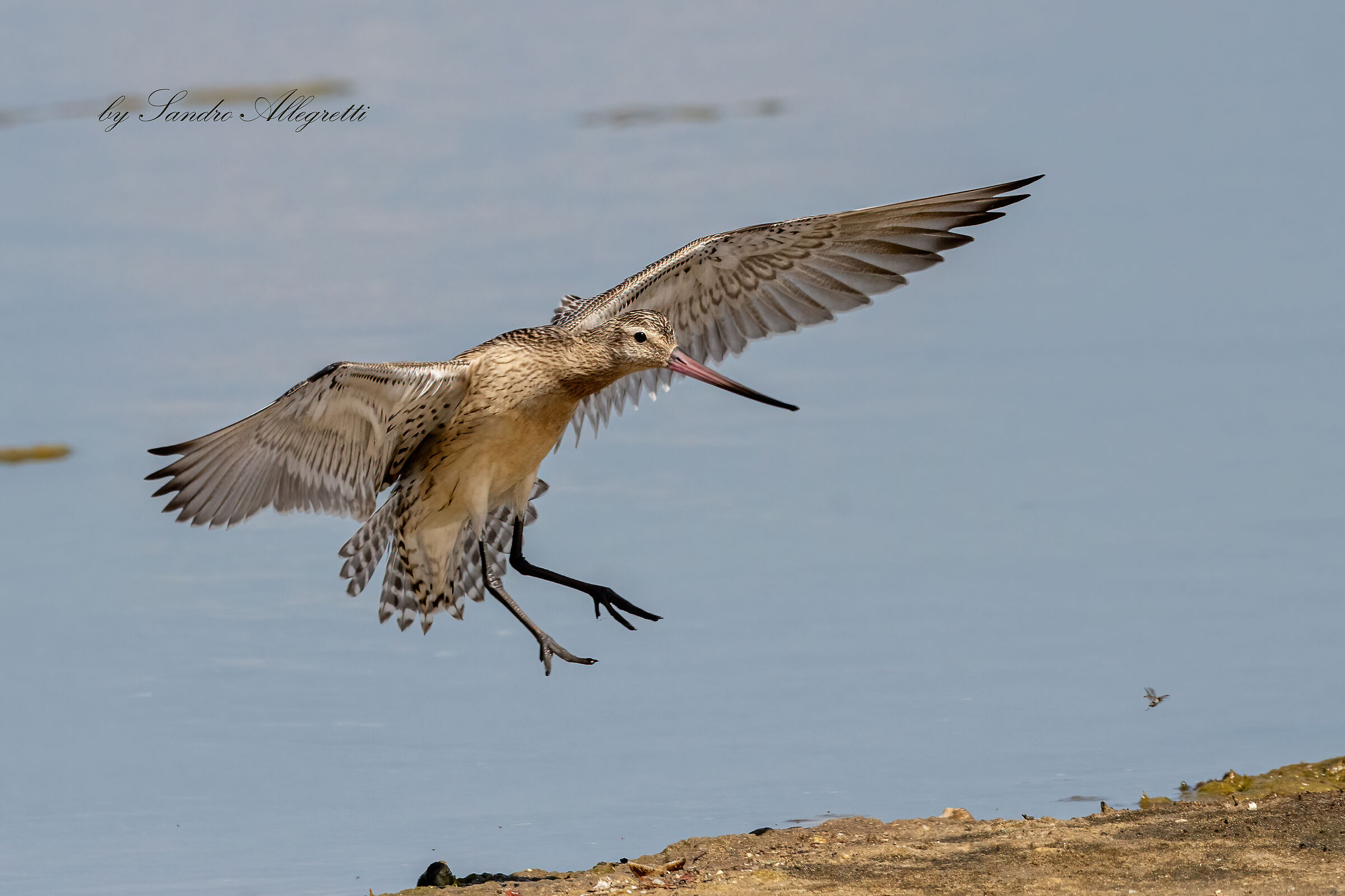 La pittima minore (Limosa lapponica)