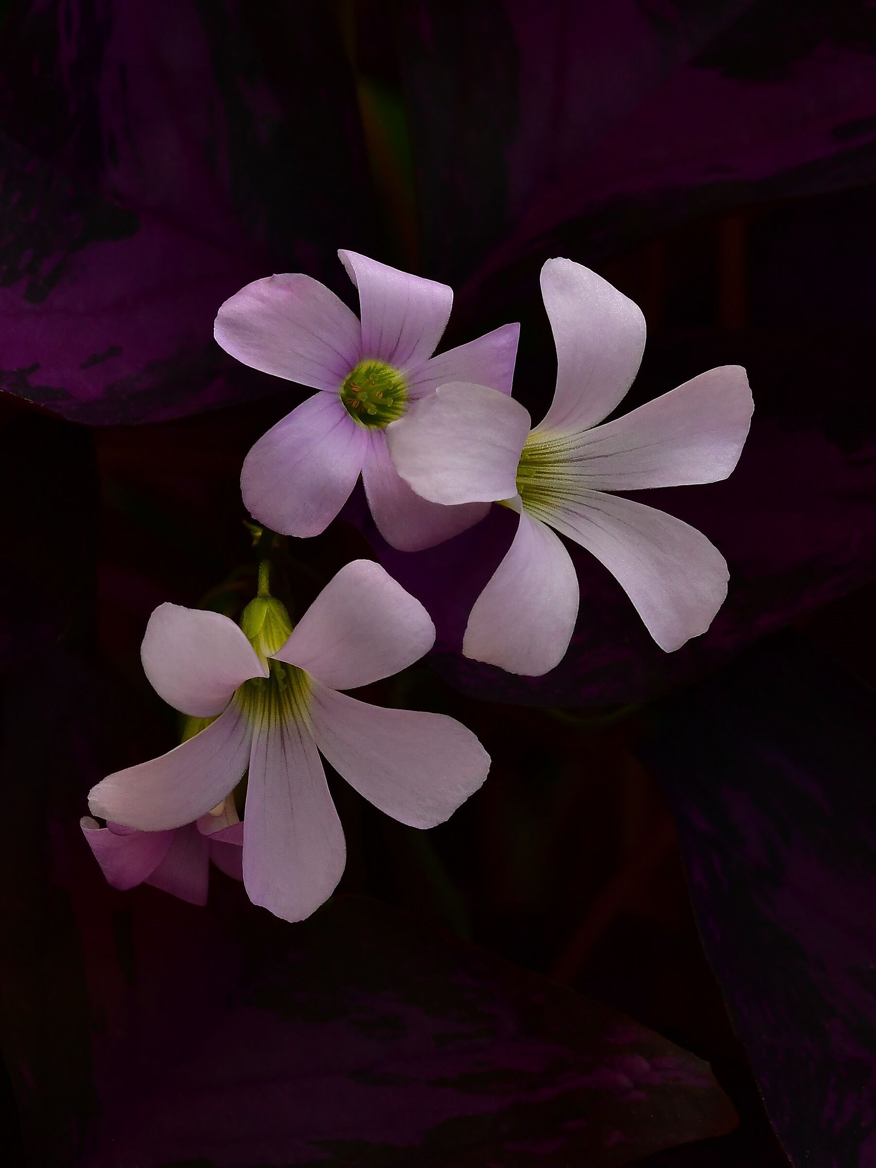 Ossalide triangolare