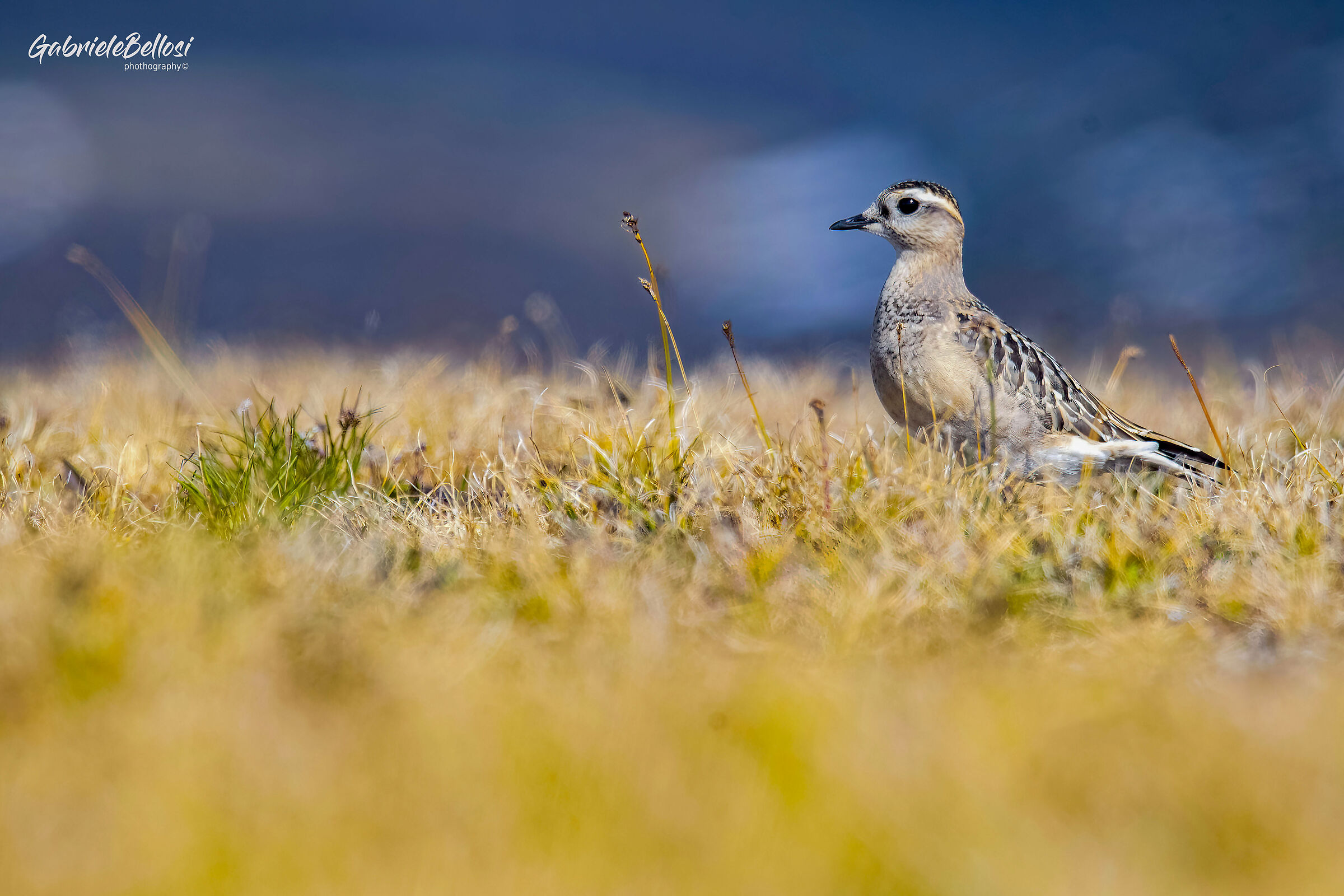 Plover Tortolino