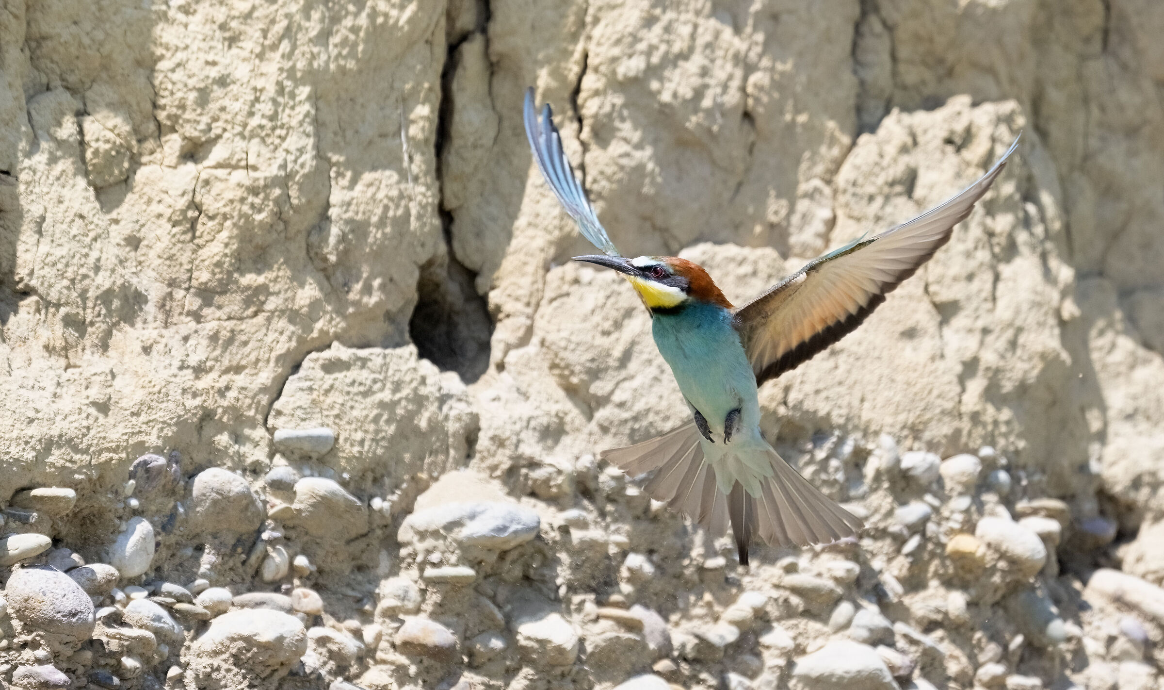 Bee-eater