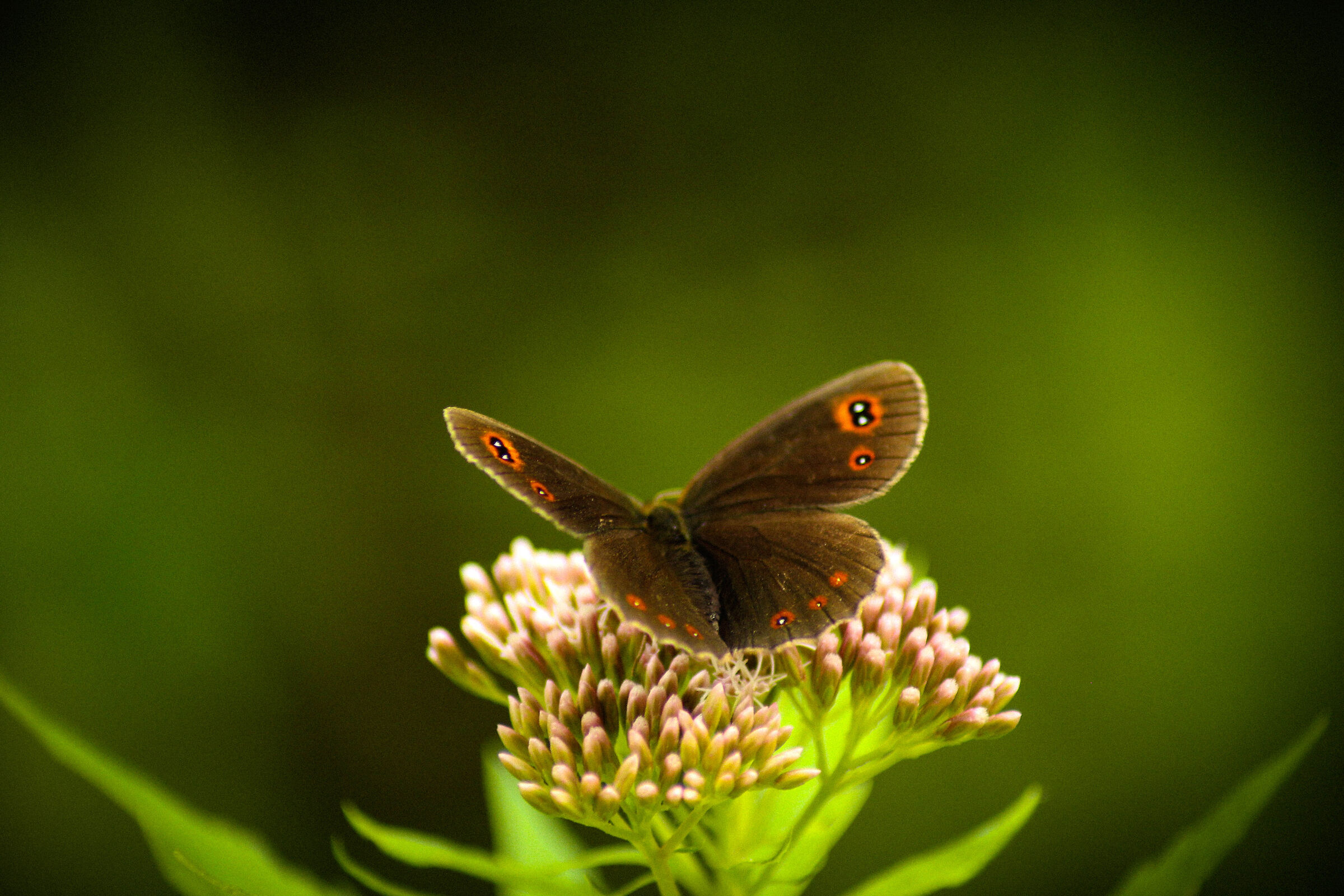 Butterfly and eyes