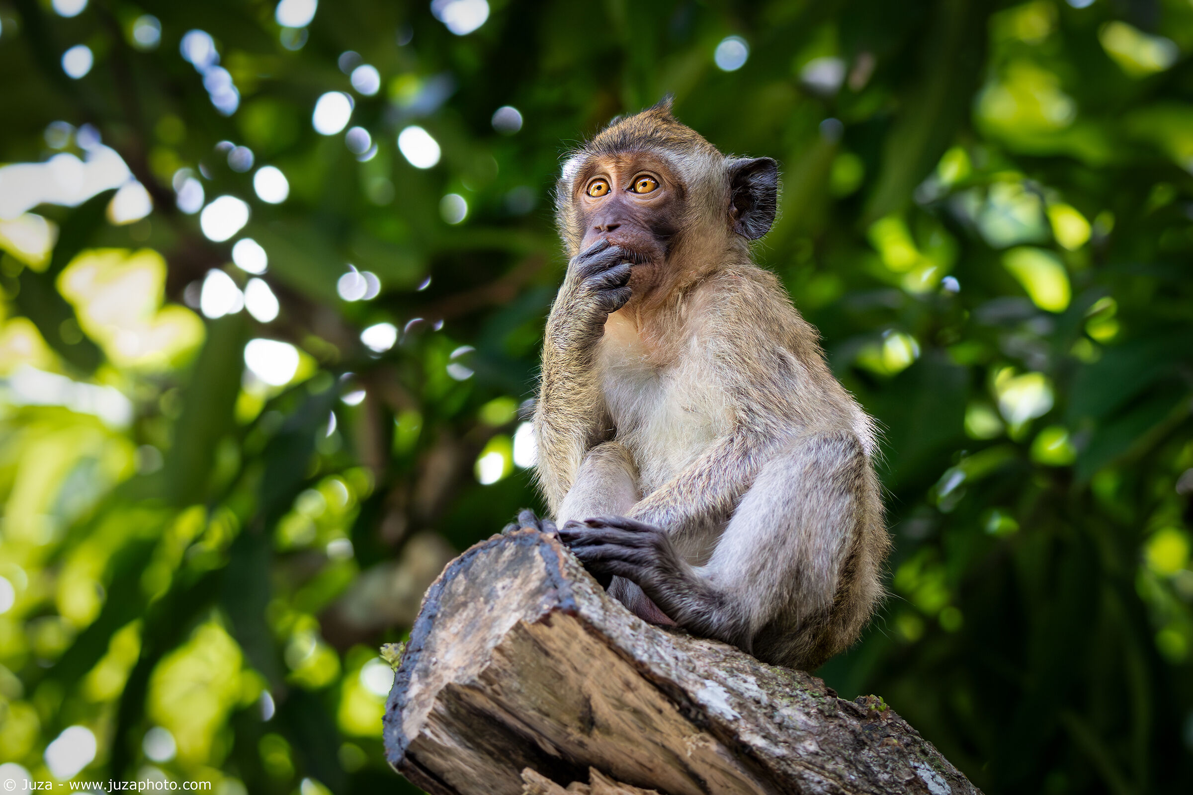 Thoughtful macaque