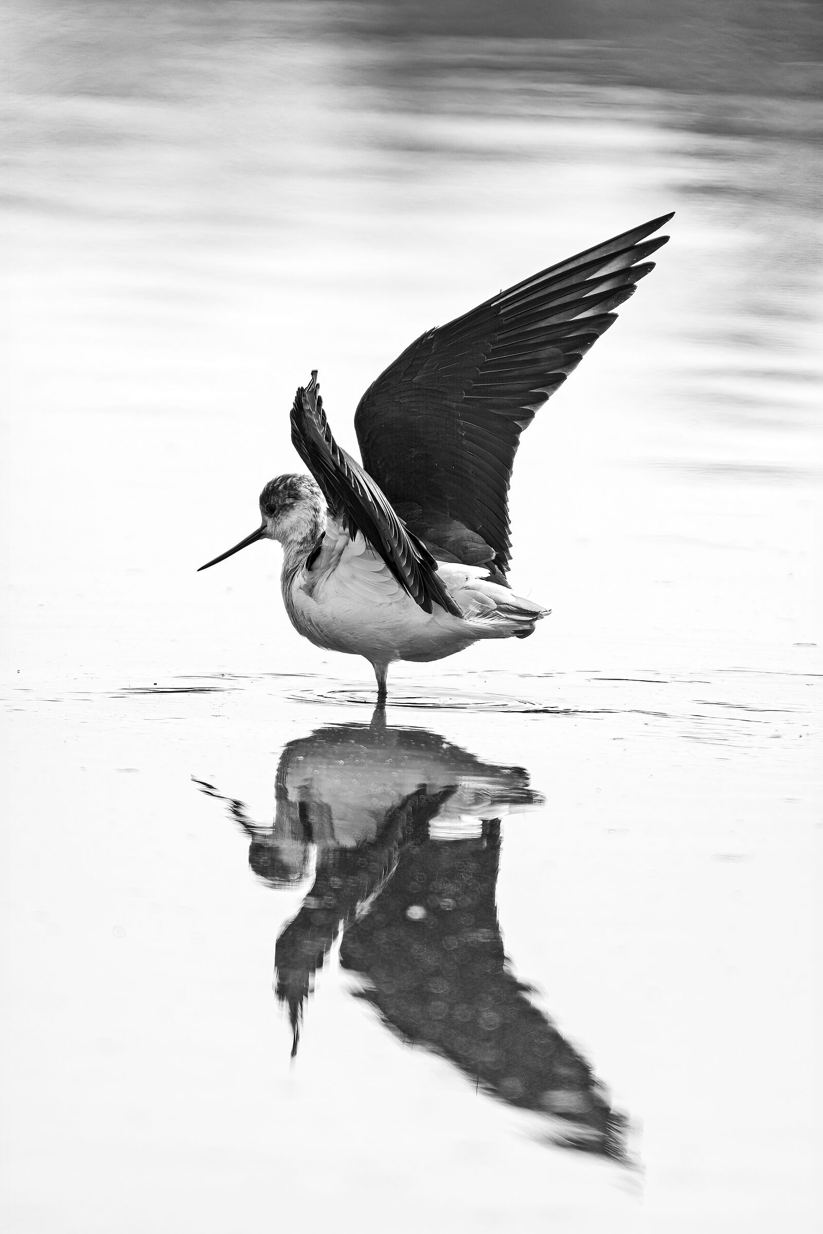 the Cavliere of Italy