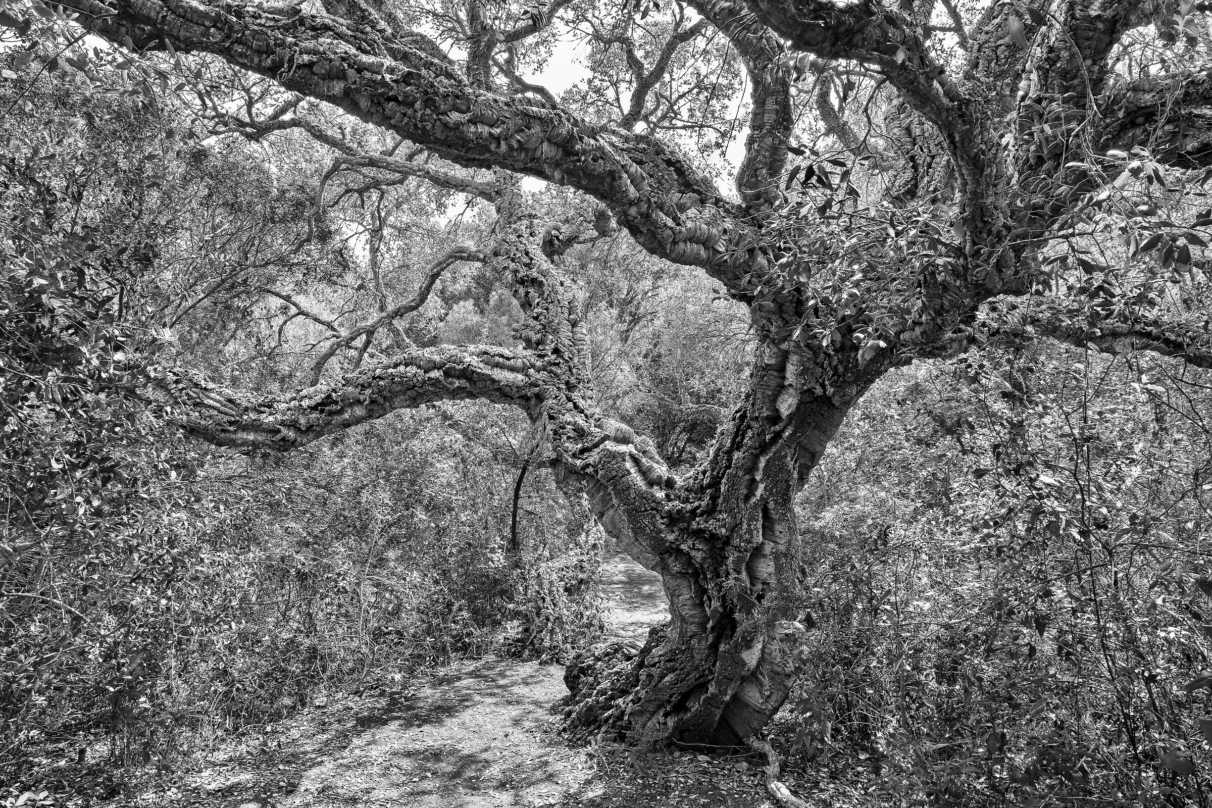 the great SUGHERA of Burano