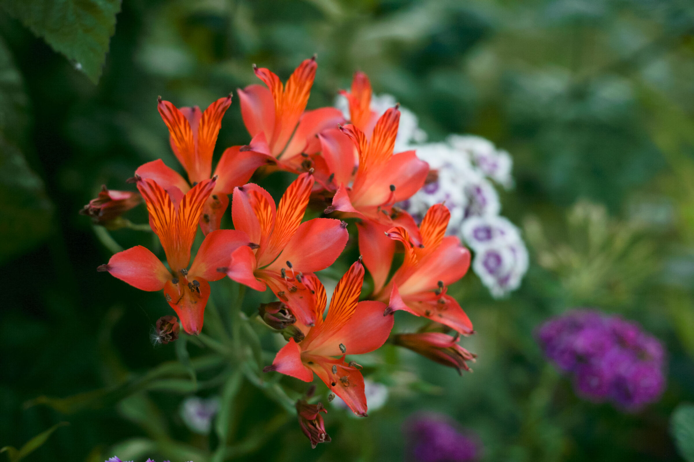 Flowers1